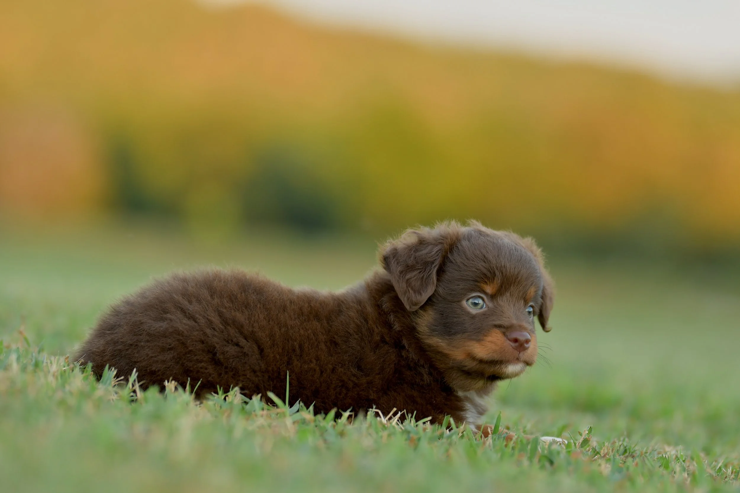 MENTOR. Red Tri Male. $1400. 