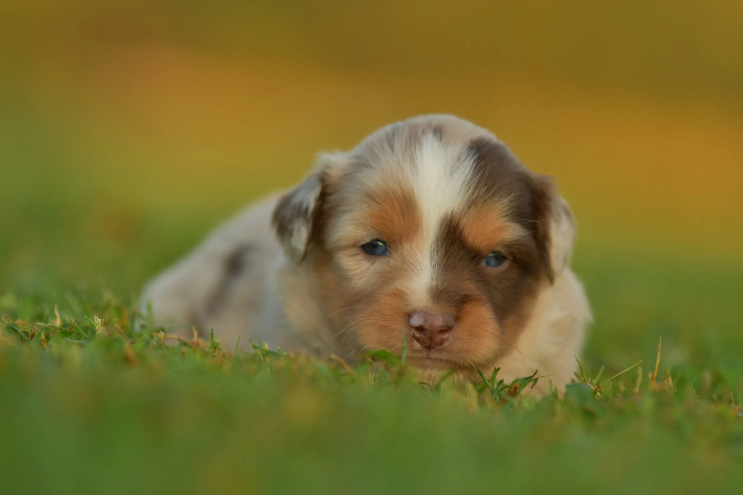 CALYPSO. Red Merle Female. $3500. 
