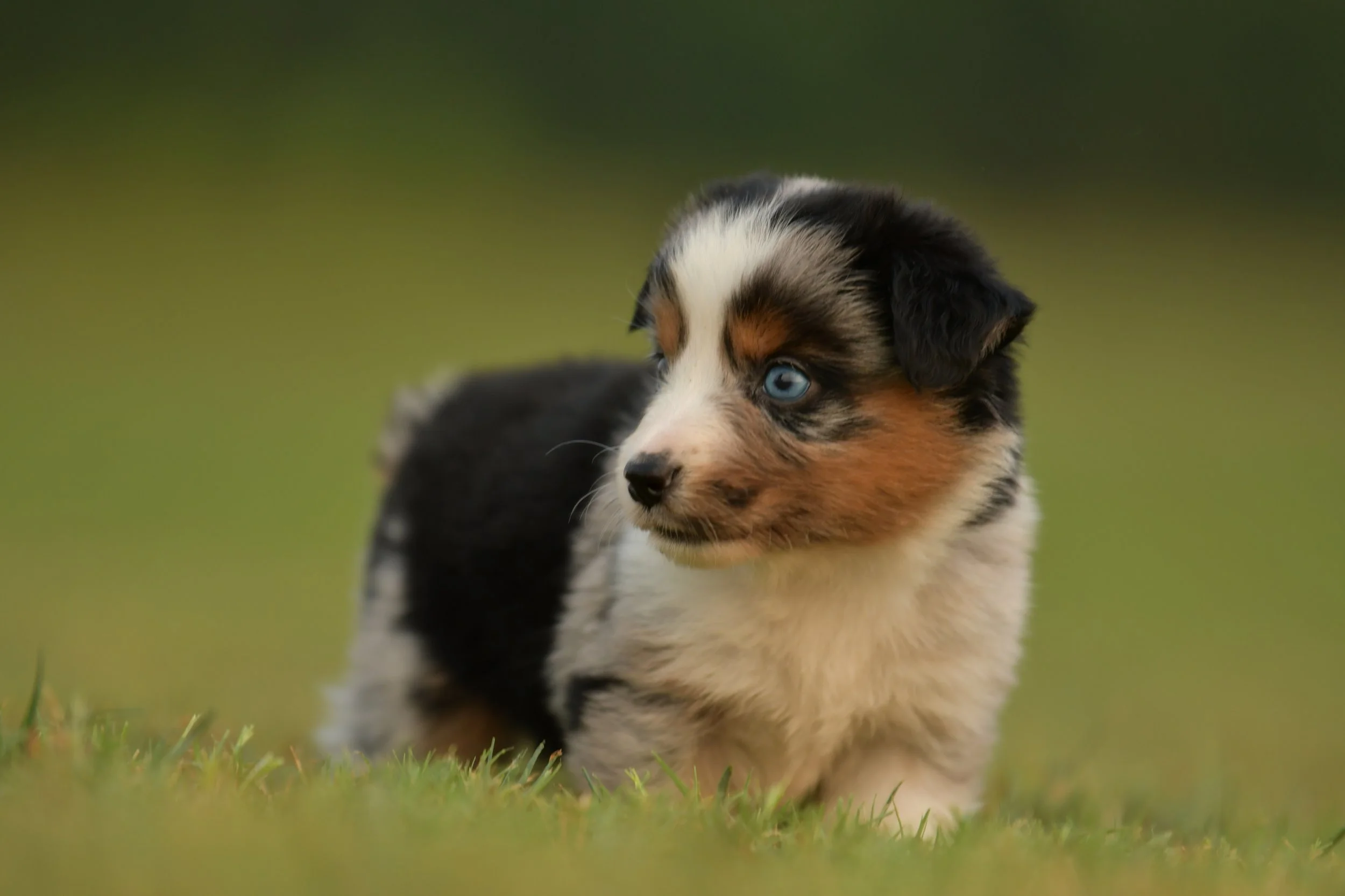 LONNIE. Blue Merle Female. $3500. 