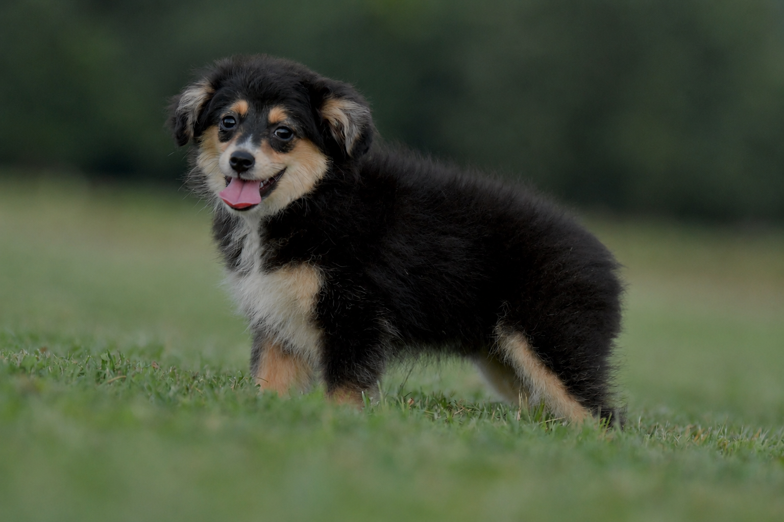 RUNE. Black Tri Male. $800 to a Pet Home. Inquire for Full Registration. 
