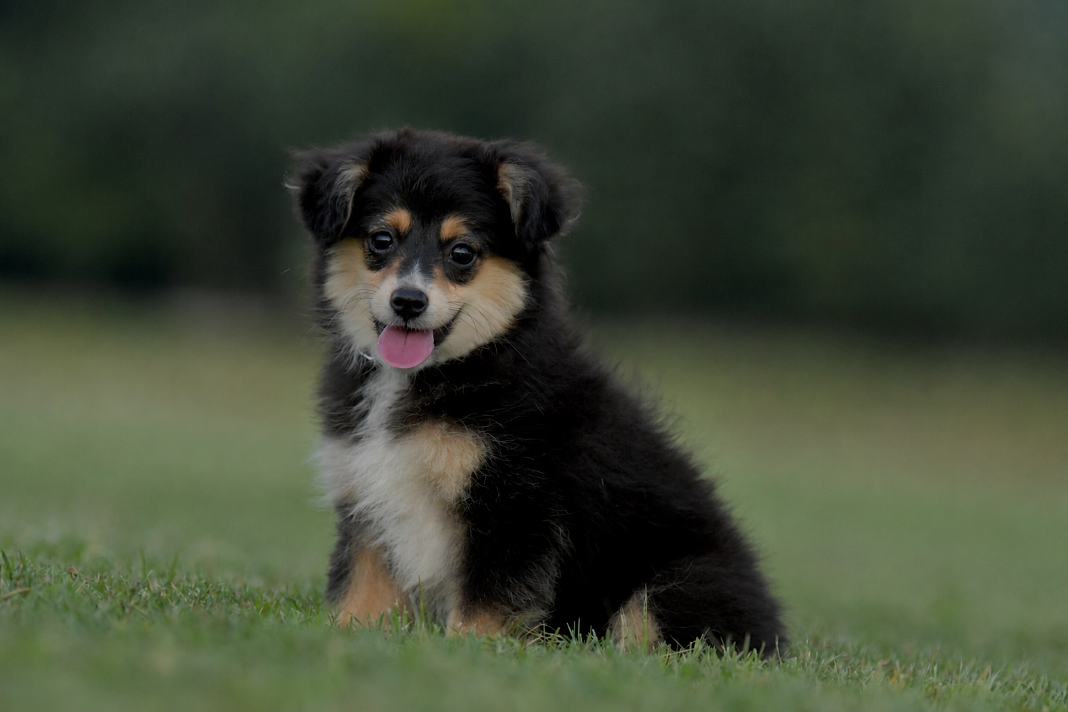RUNE. Black Tri Male. $800 to a Pet Home. Inquire for Full Registration. 