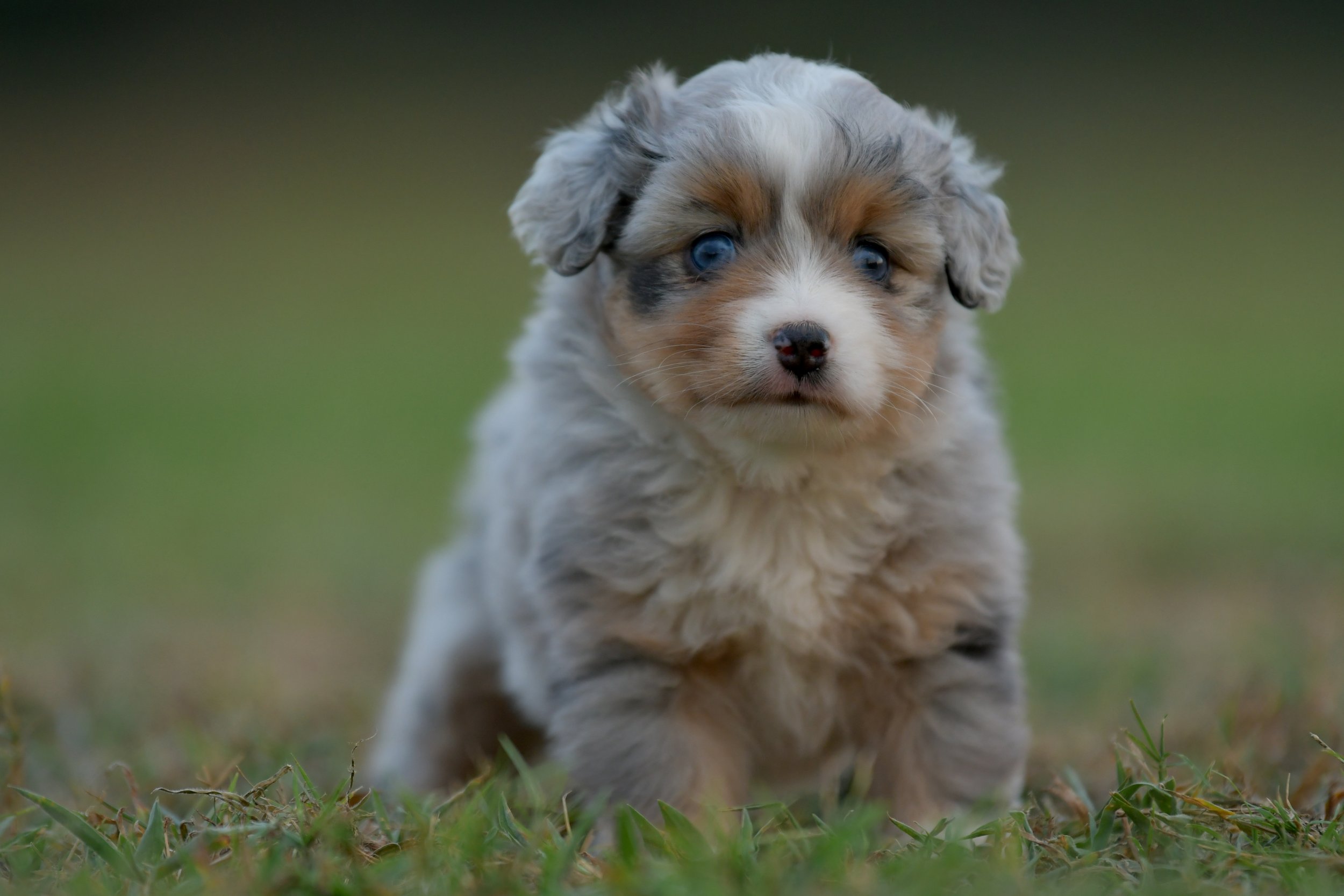 BRIE. Blue Merle Female. $3500. 
