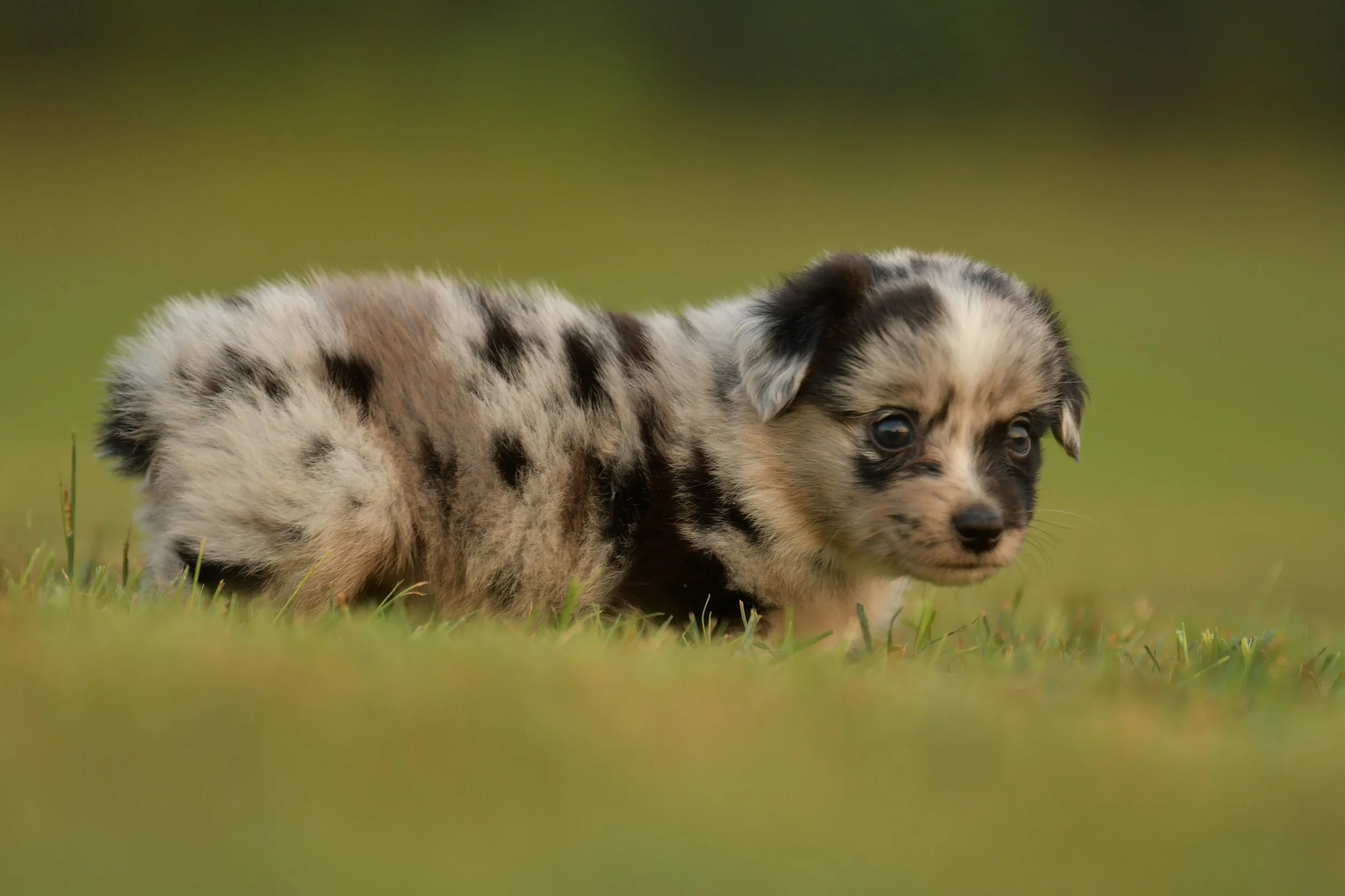 JEAN. Blue Merle Female. $3500. 
