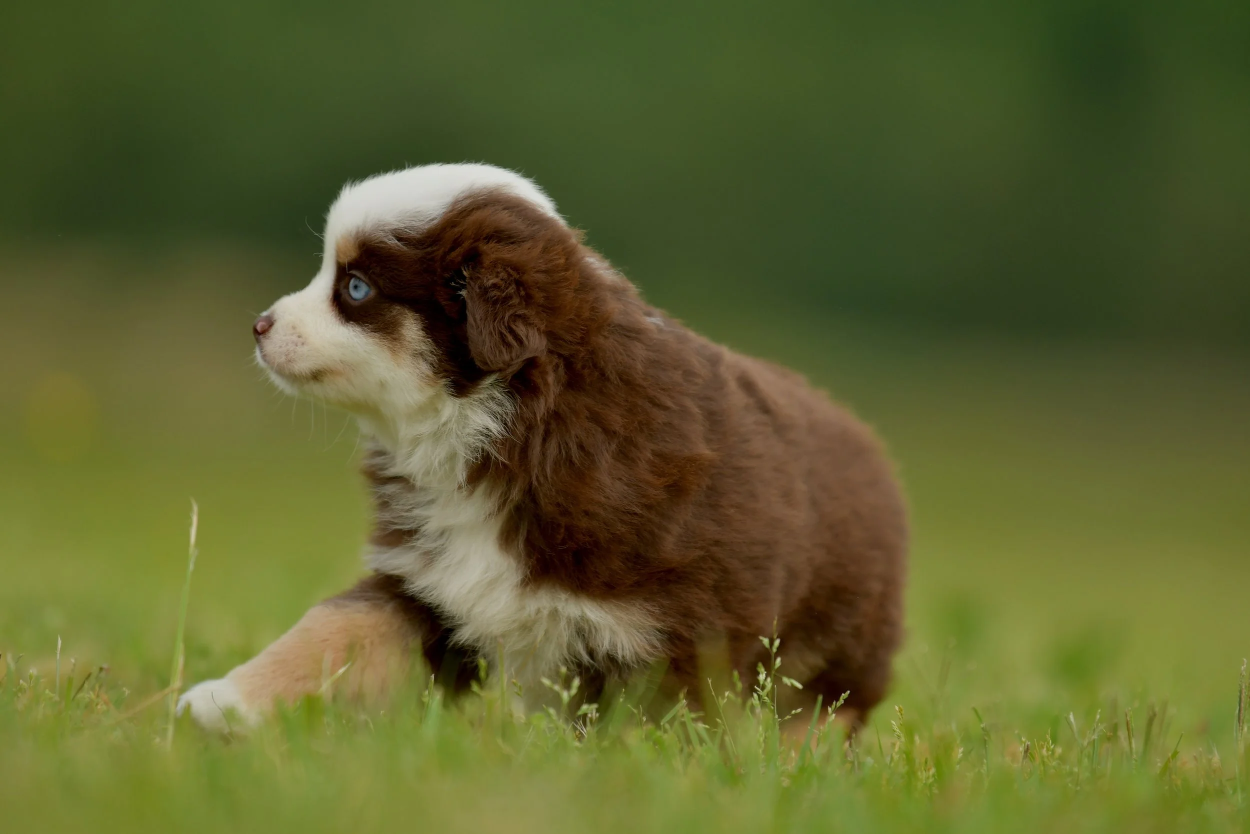 MIKO. Red Tri Female. $2500. 