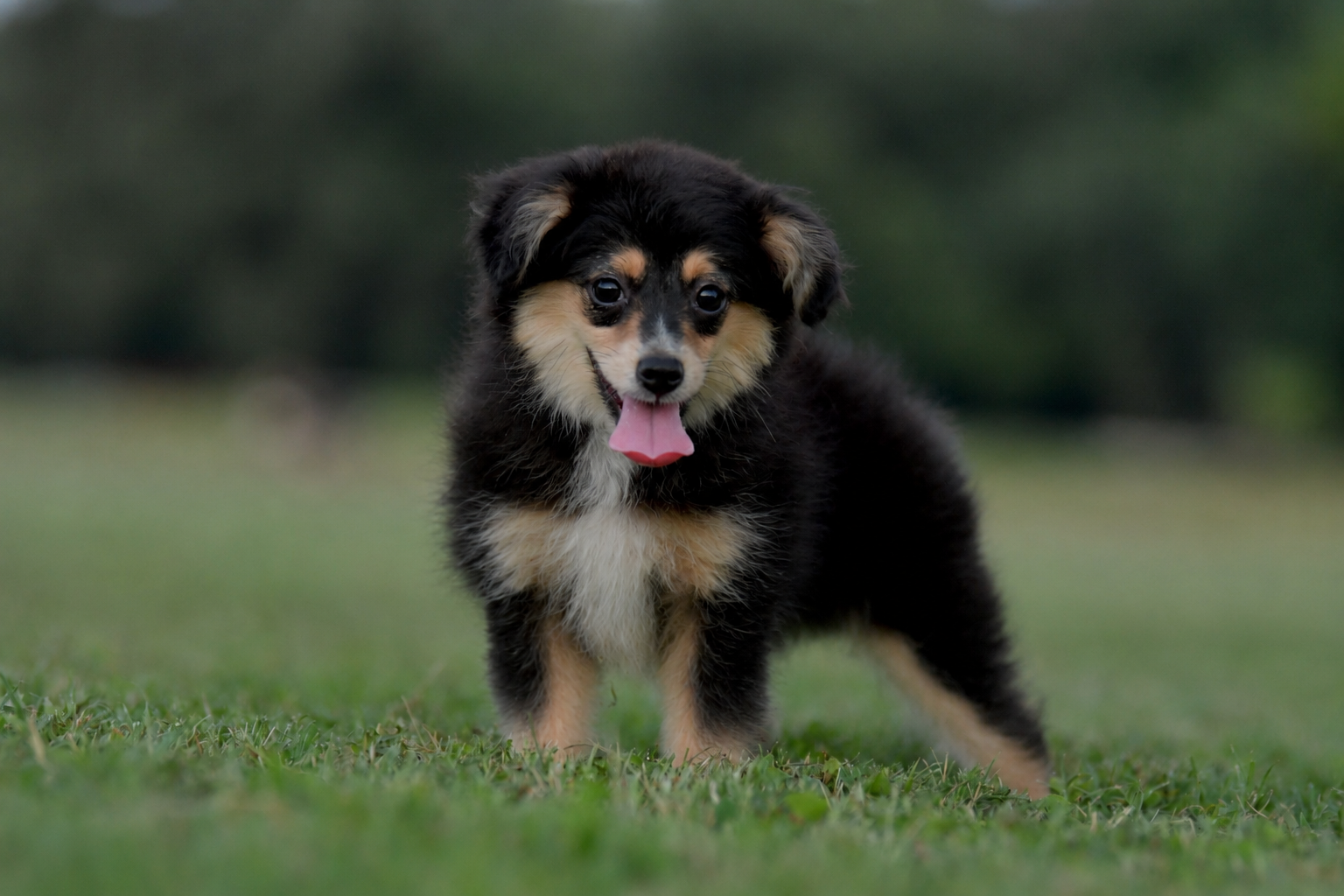 RUNE. Black Tri Male. $800 to a Pet Home. Inquire for Full Registration. 