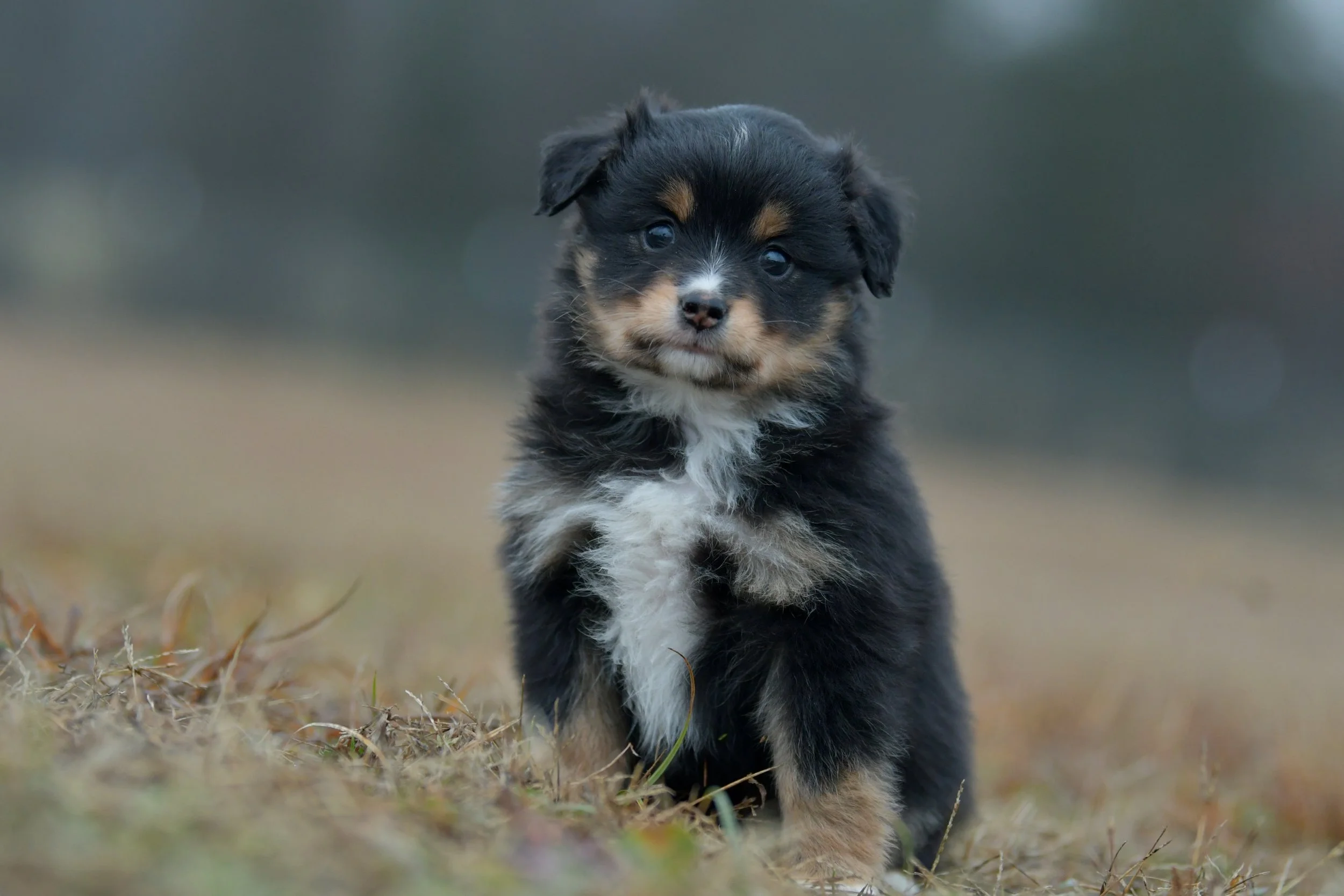 Twinkle. Black Tri Female. RESERVED. 