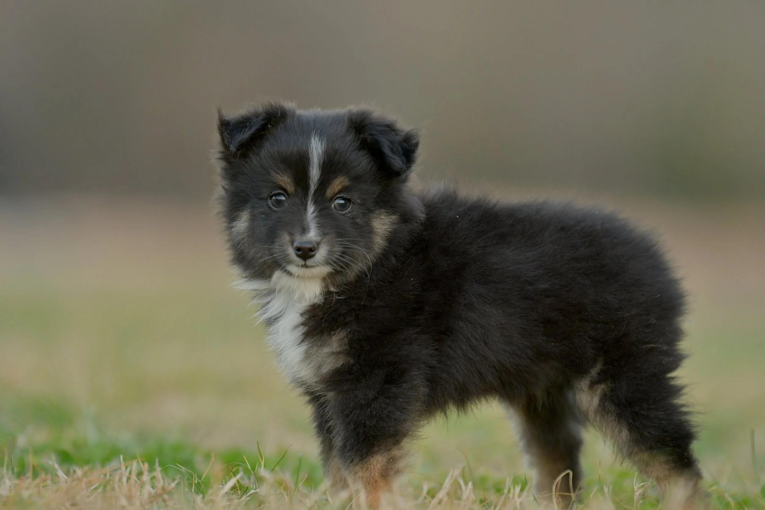 ANISE. Black Tri Female. $1500.