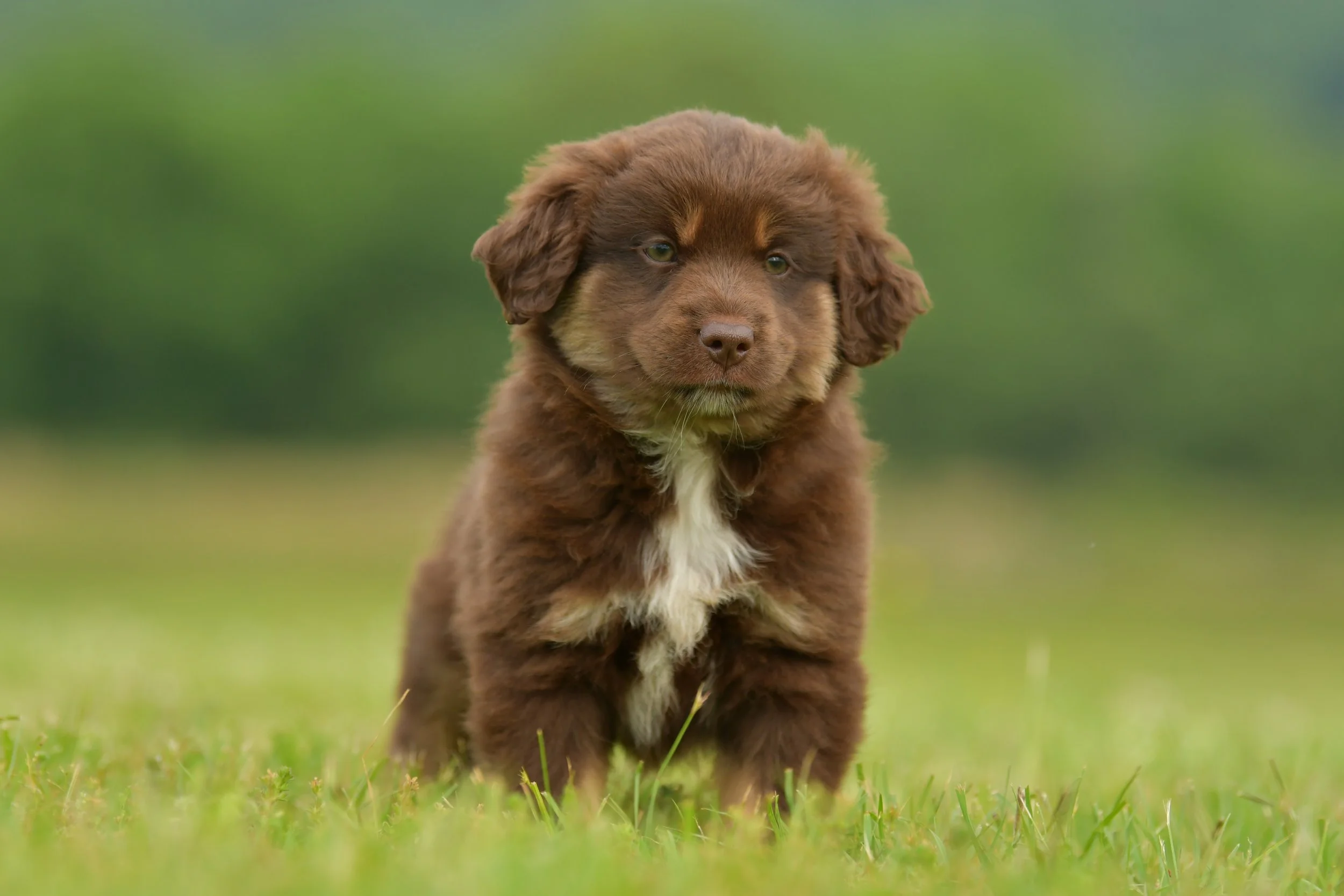 TOMI. Red Tri Male. $1000. 