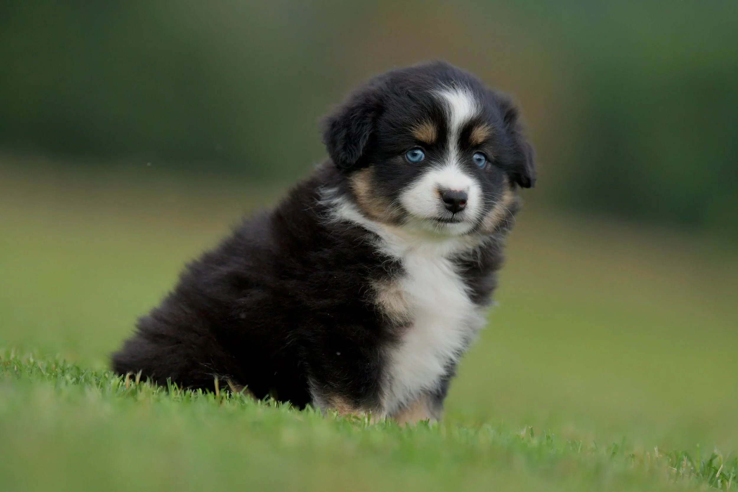 BOBA. Black Tri Female. $2500. 