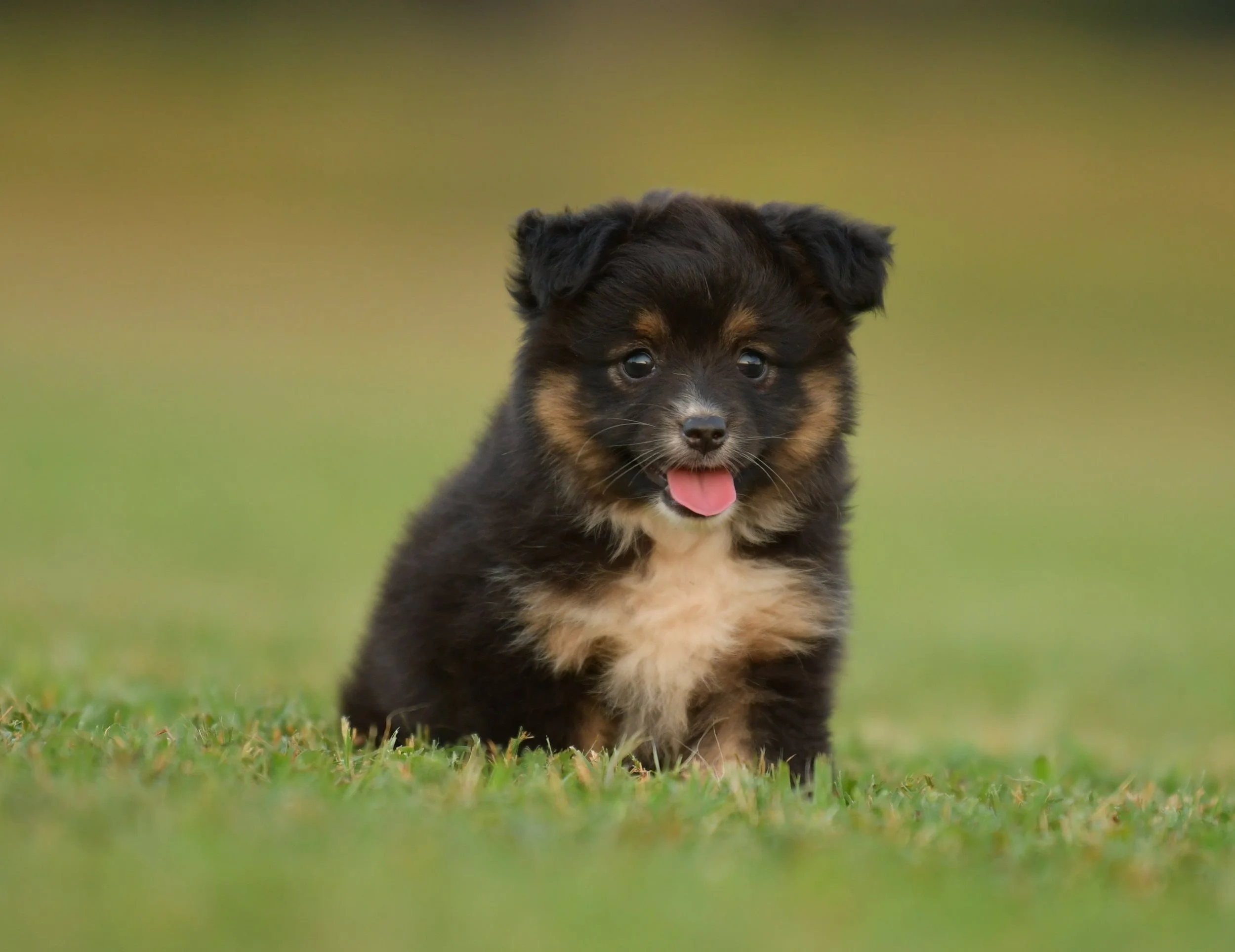 TREBLE. Black Tri Female. $1500. 