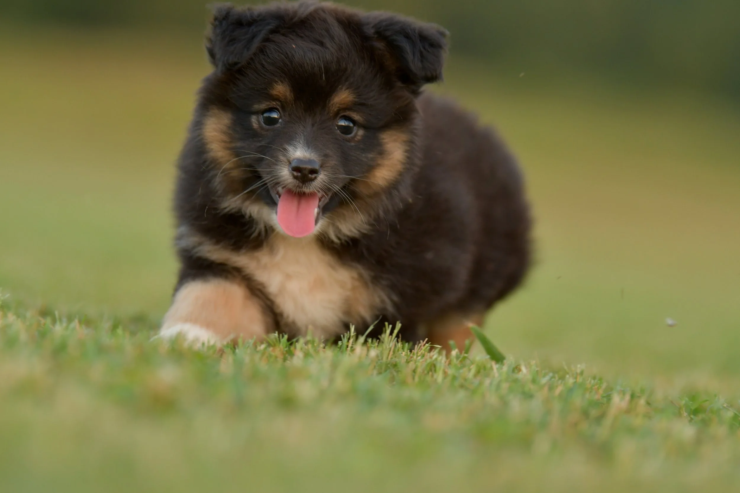 TREBLE. Black Tri Female. $1500. 