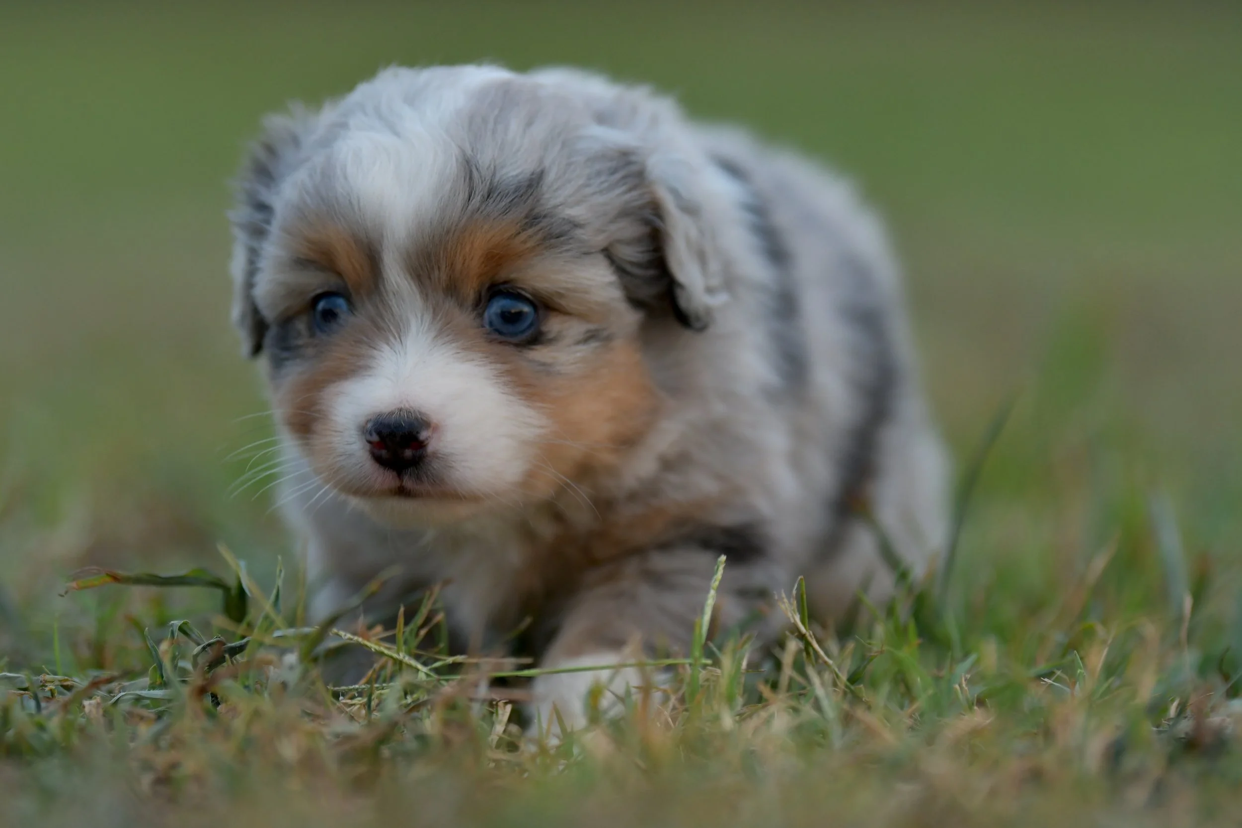 BRIE. Blue Merle Female. $3500. 