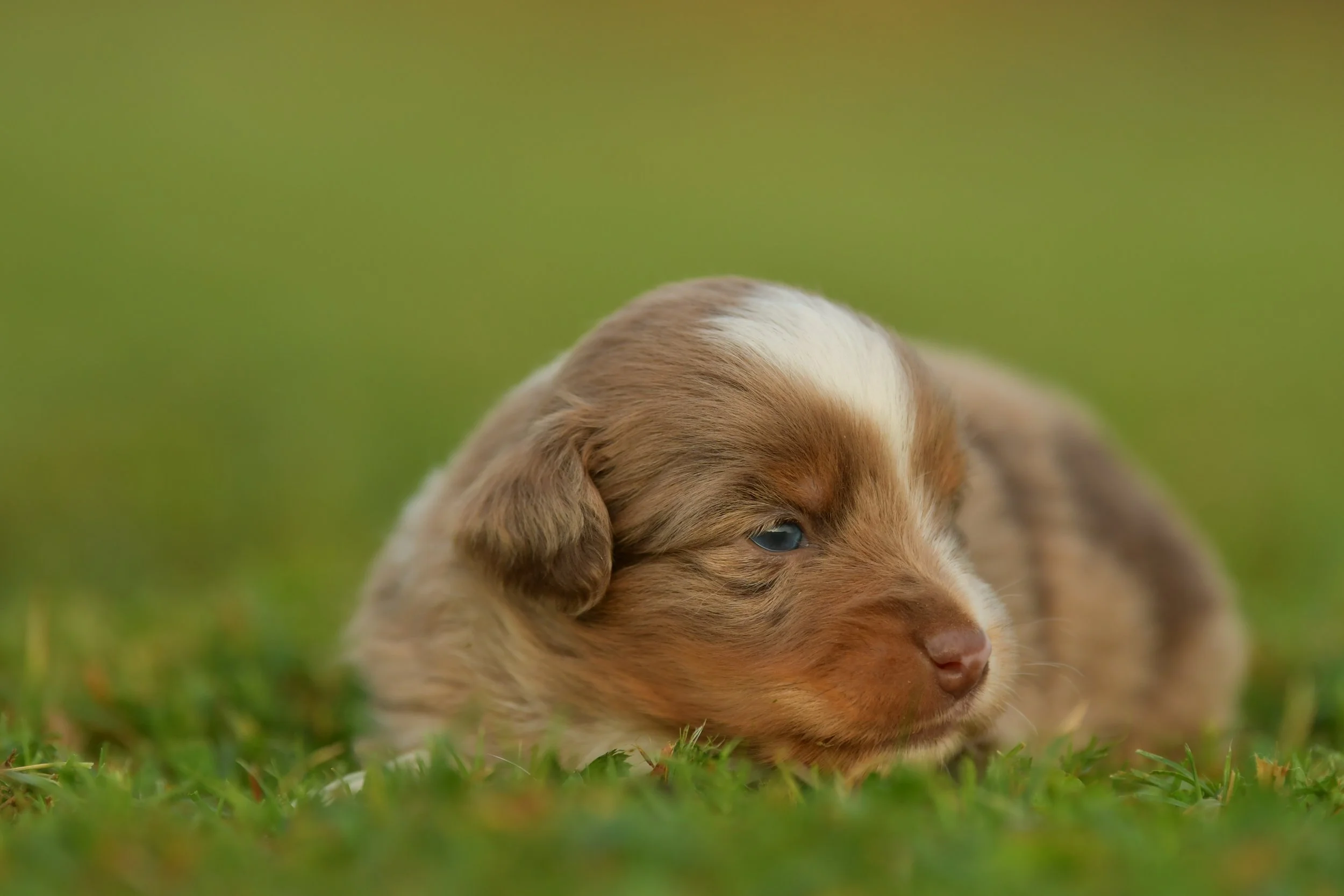 SINON. Red Merle Male. $2500. 