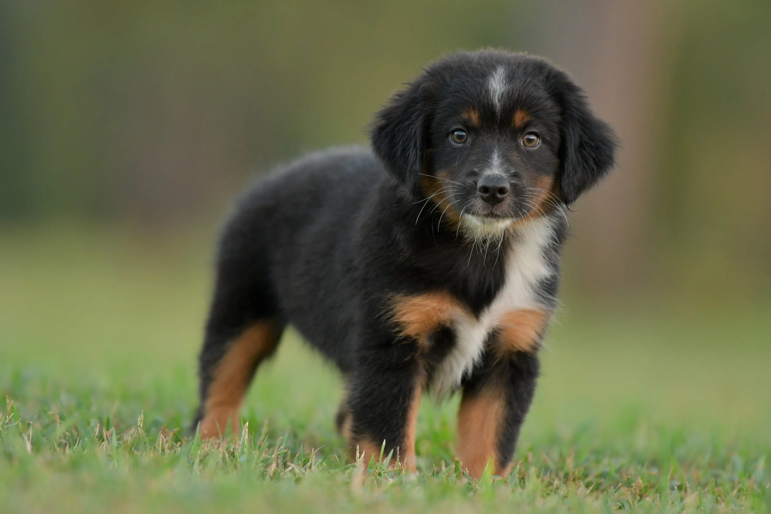 GRINDYLOW. Black Tri Male. $800.