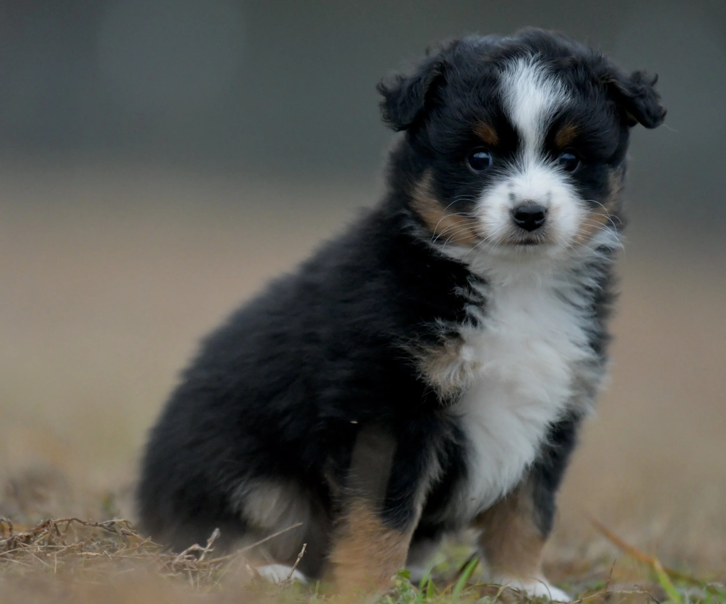 GLEAM. Black Tri Male. $1250. 