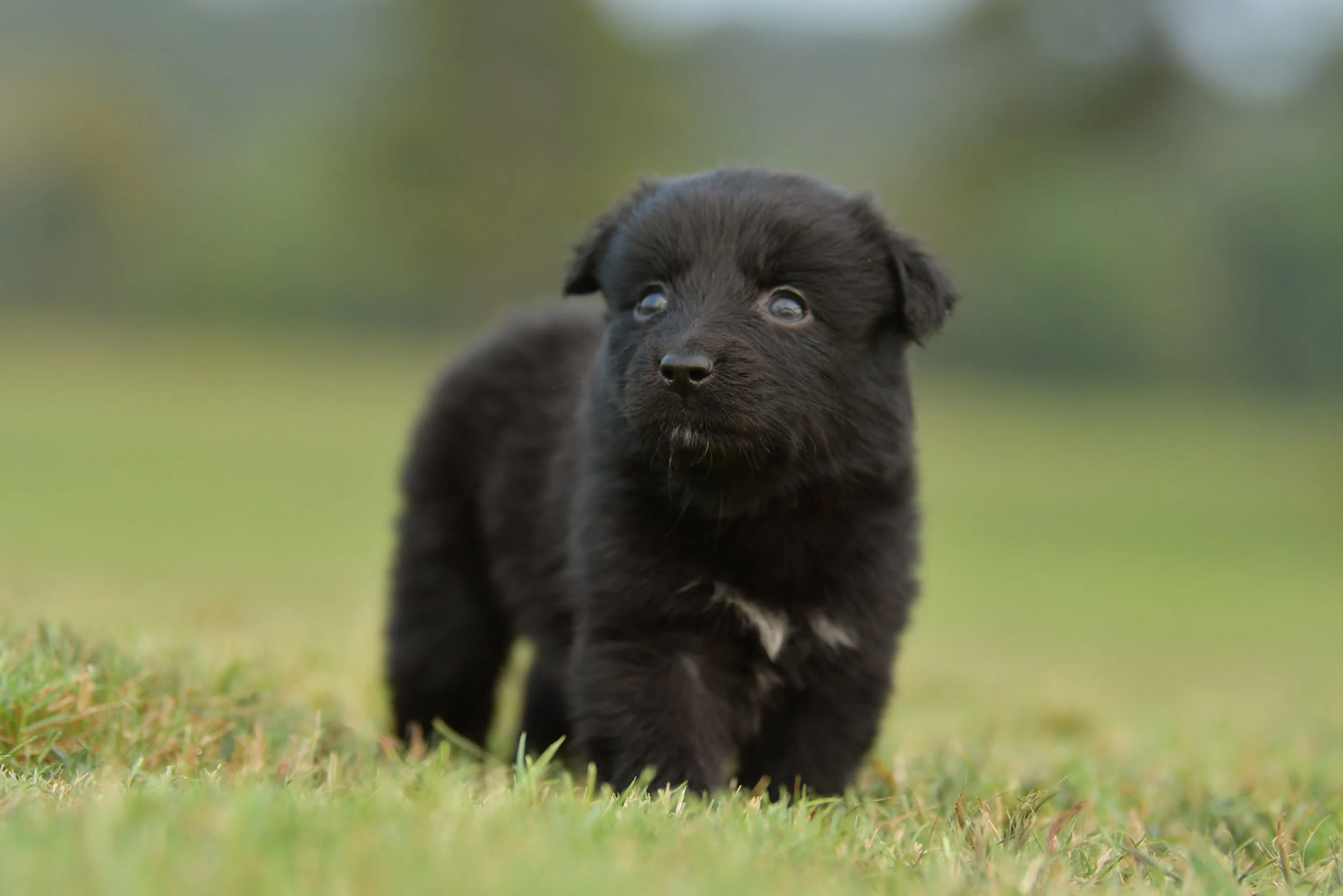 BRUCE. Black Bi Male. $800.