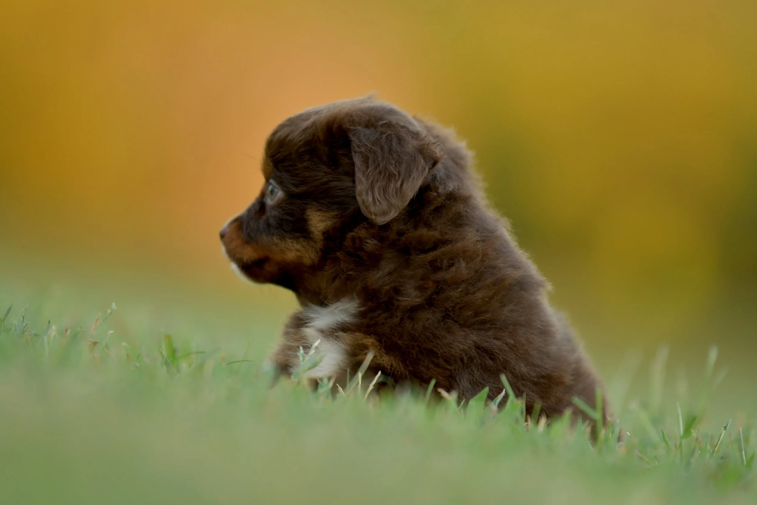 MENTOR. Red Tri Male. $1400. 