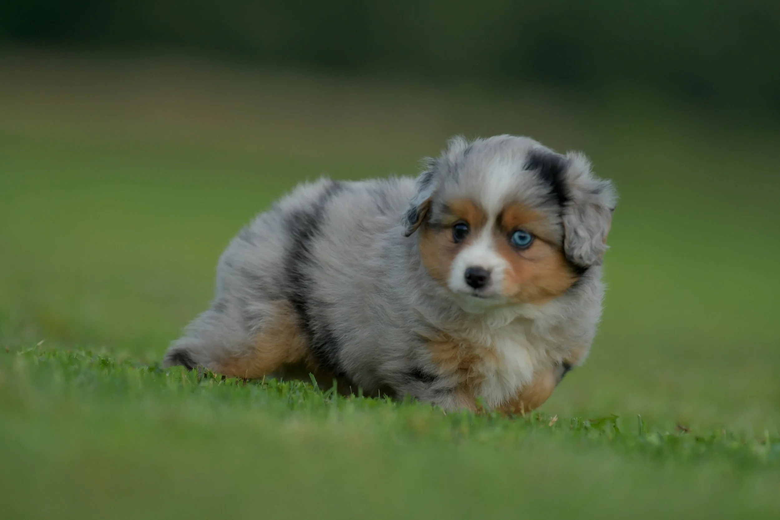 GROGU. Blue Merle Male. RESERVED.