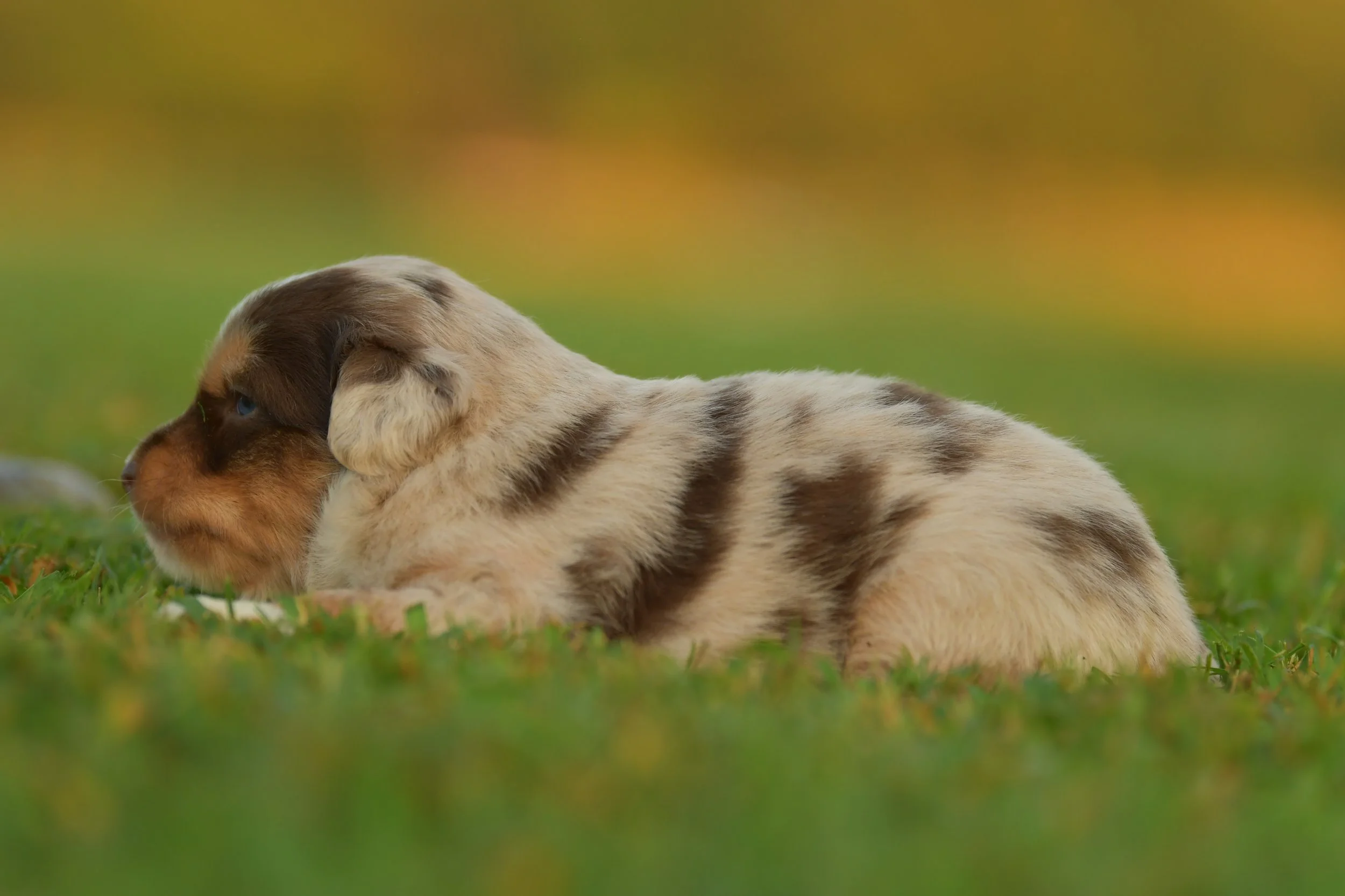 CALYPSO. Red Merle Female. $3500. 