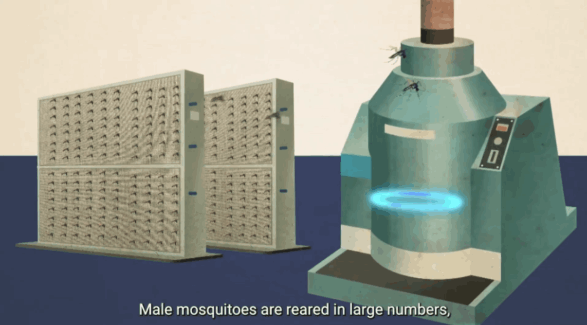 Male mosquitoes reared in laboratory facility before sterile insect release programme deployment.