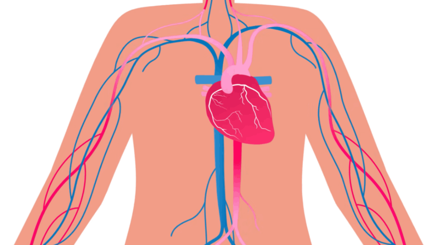 Illustration of the human circulatory system showing the heart and blood vessels across the chest and arms.