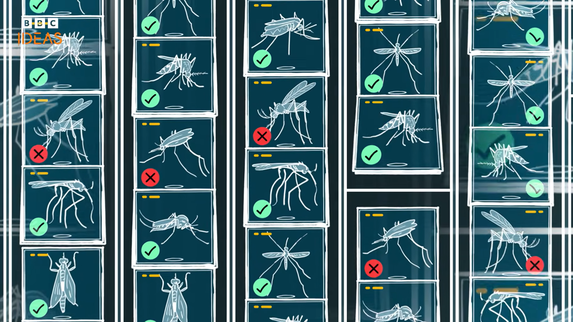 Illustrated mosquito specimens are sorted with check marks and crosses in a BBC Ideas animation.