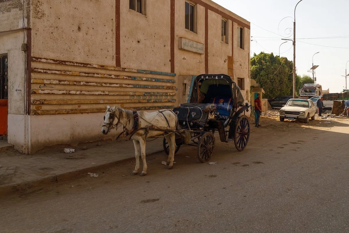 horse and carriage to edfu temple in egypt 