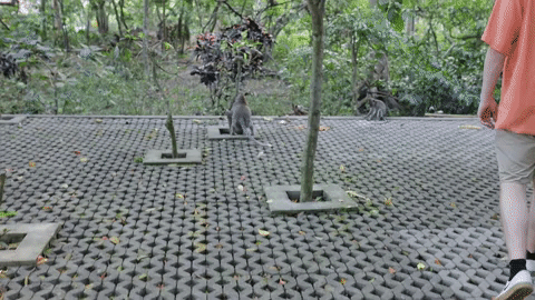 A monkey attacking at the Ubud Monkey Forest in Bali