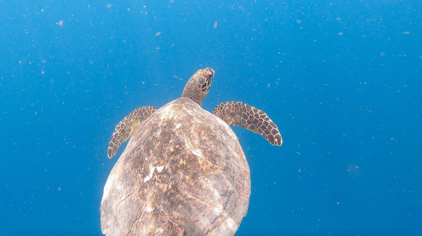 A wild sea turtle spotted on a Gili Trawangan Snorkeling Tour. 
