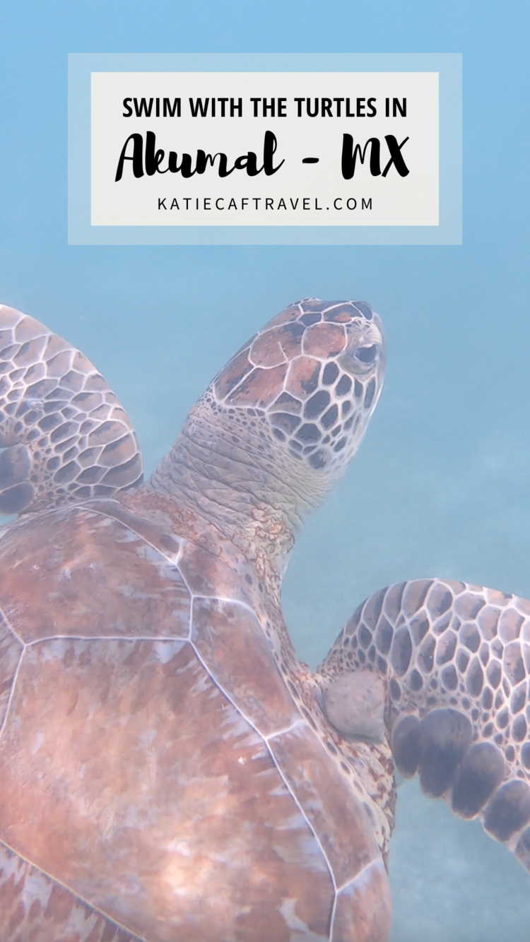 Swimming with the turtles at akumal
