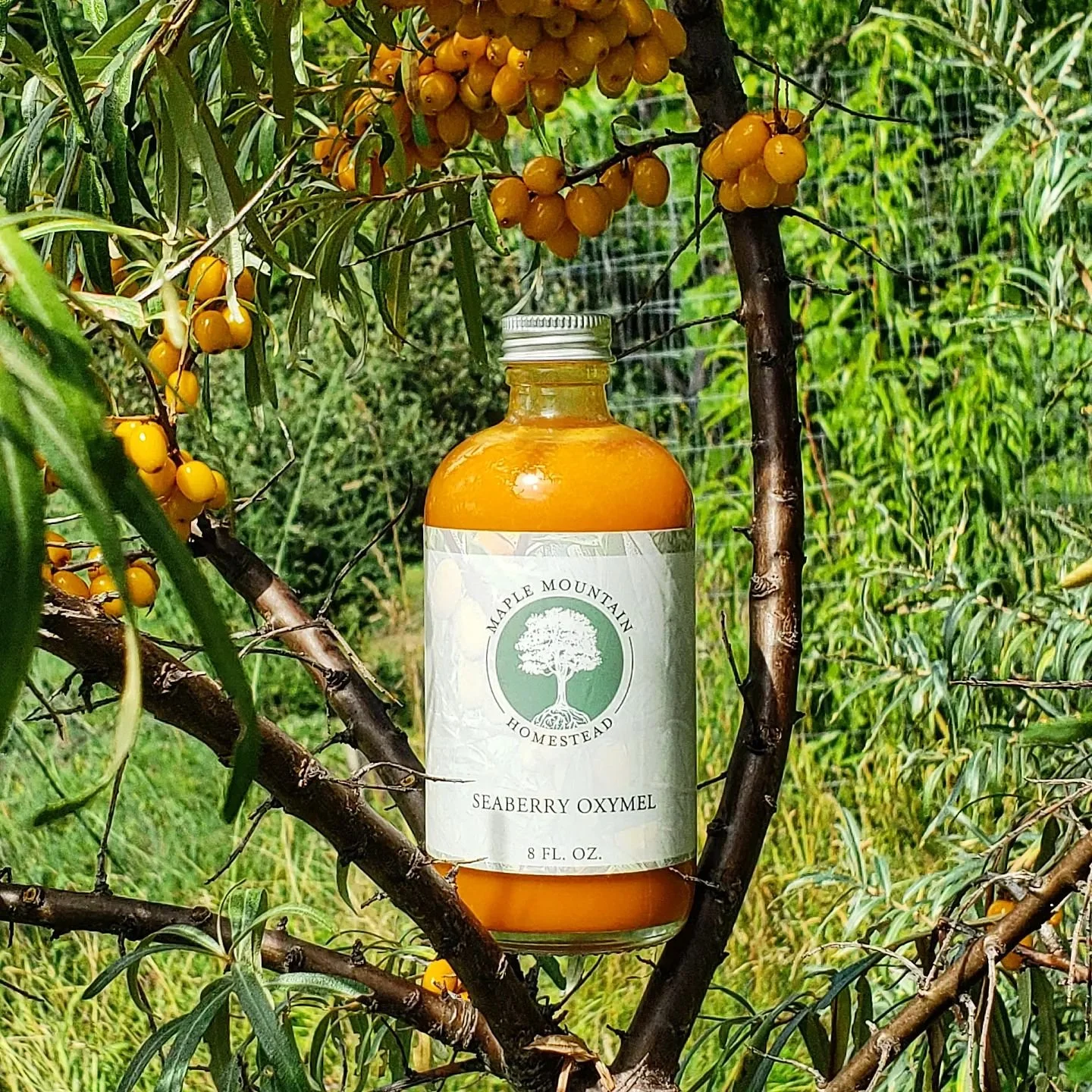 Seaberryoxymel.jpg
