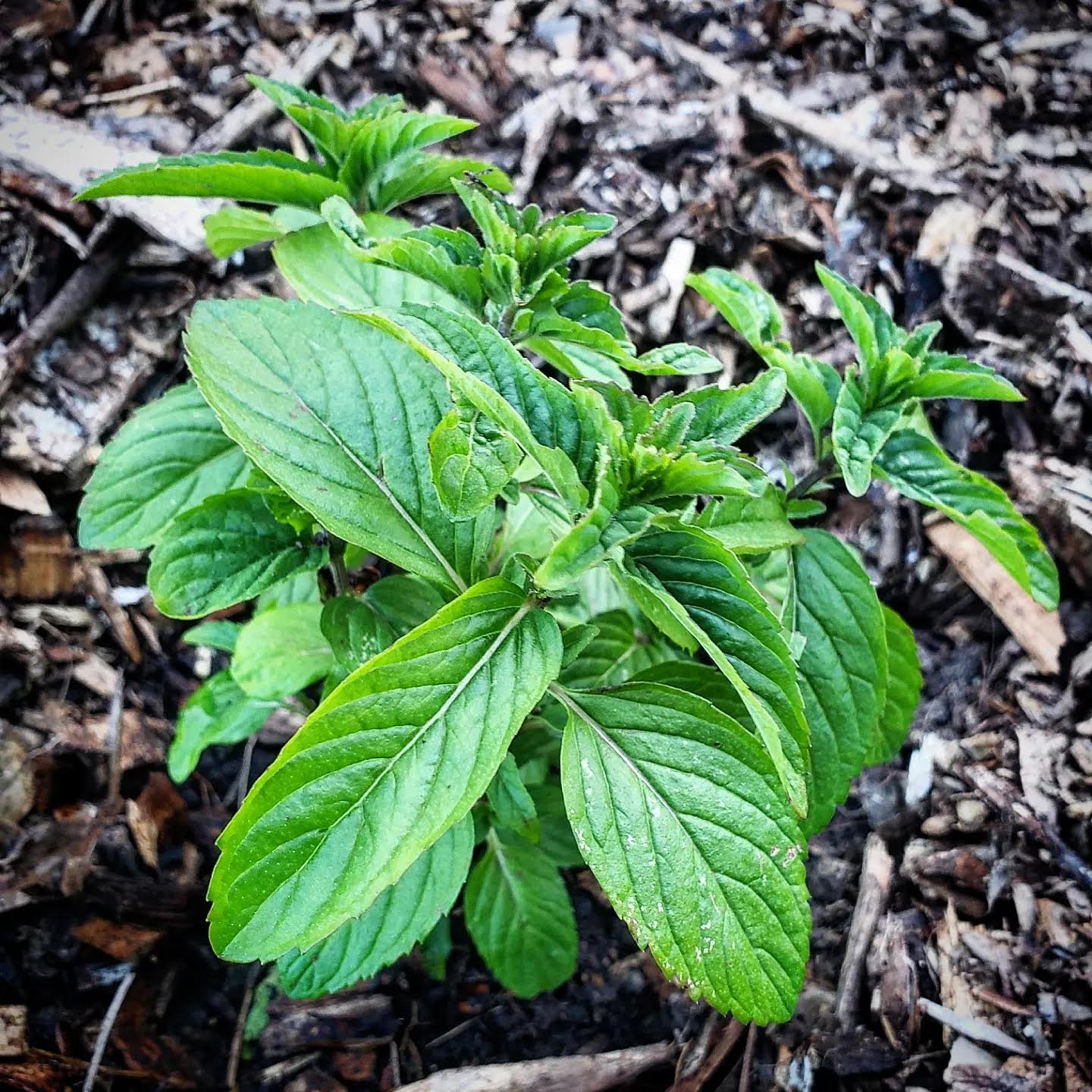 Mint Tea