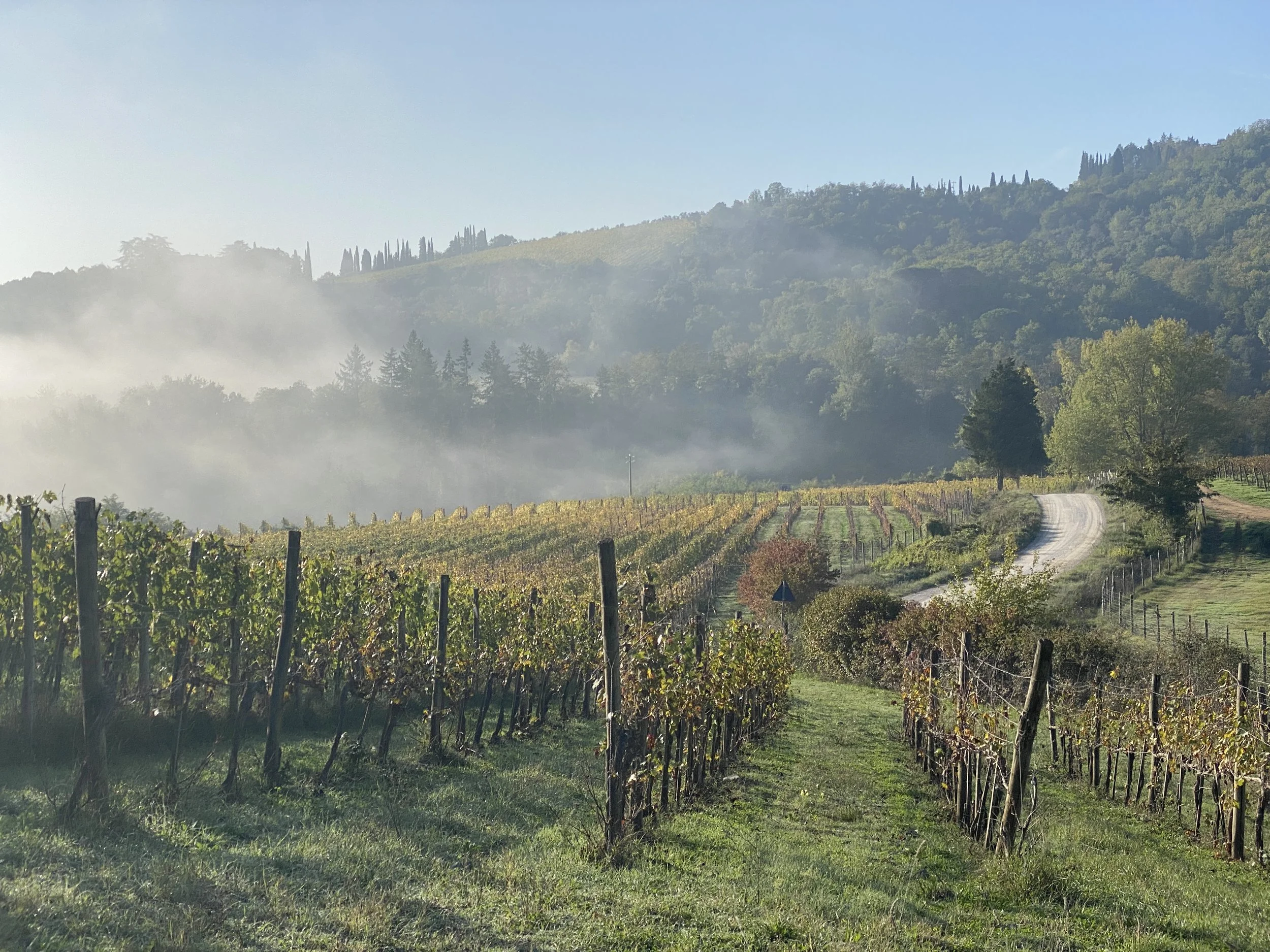 Vineyards of Chianti