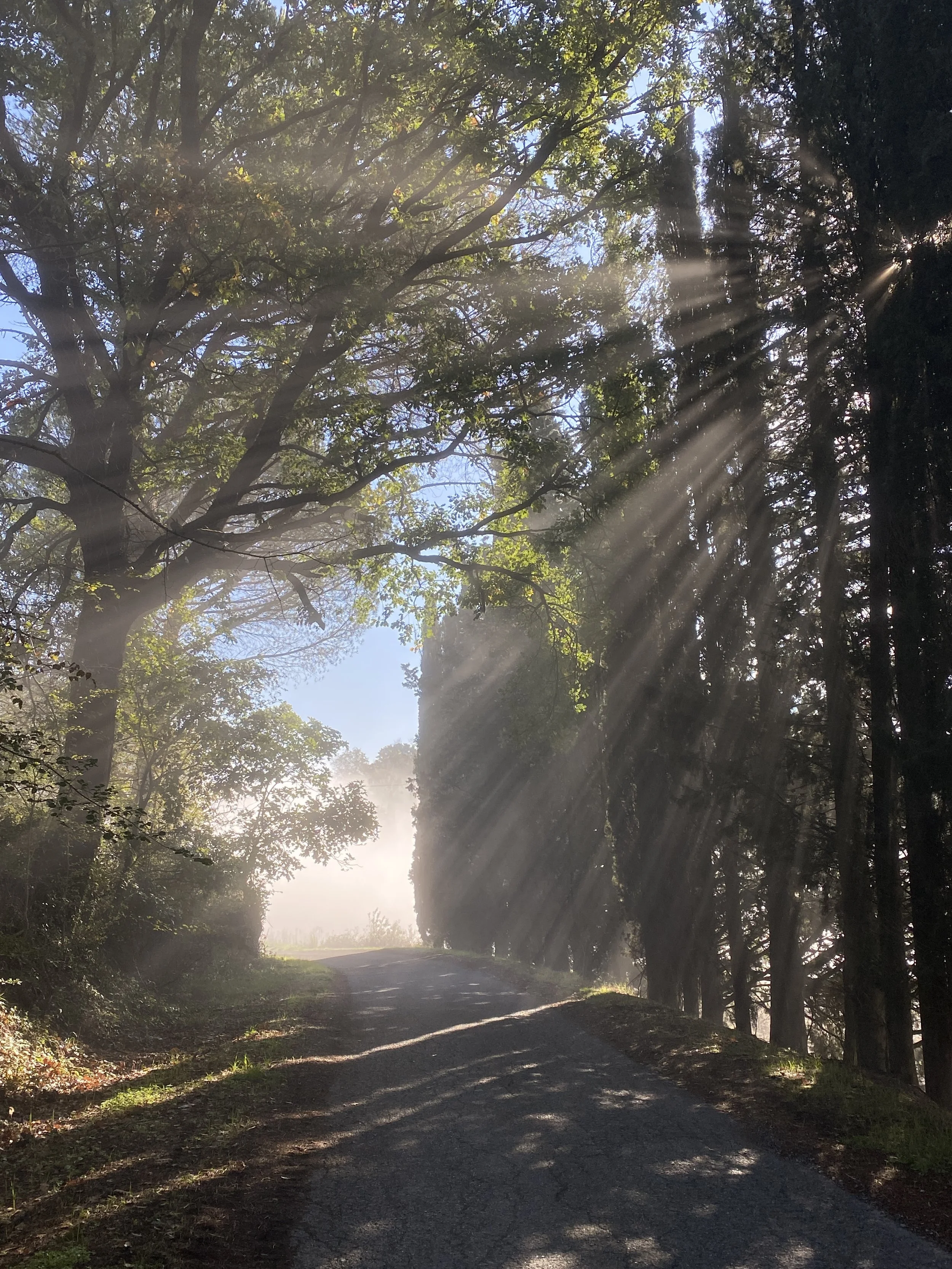 Rays of sun glinting off the mist
