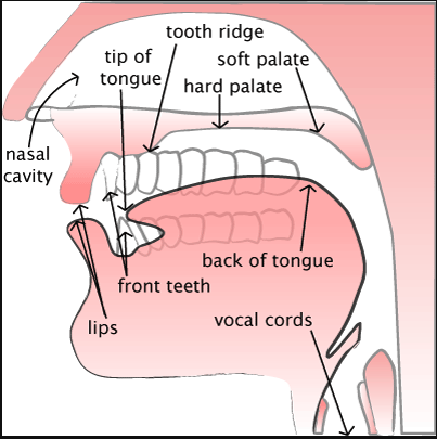 A screenshot of the vocal tract, showing the hard and soft palate.