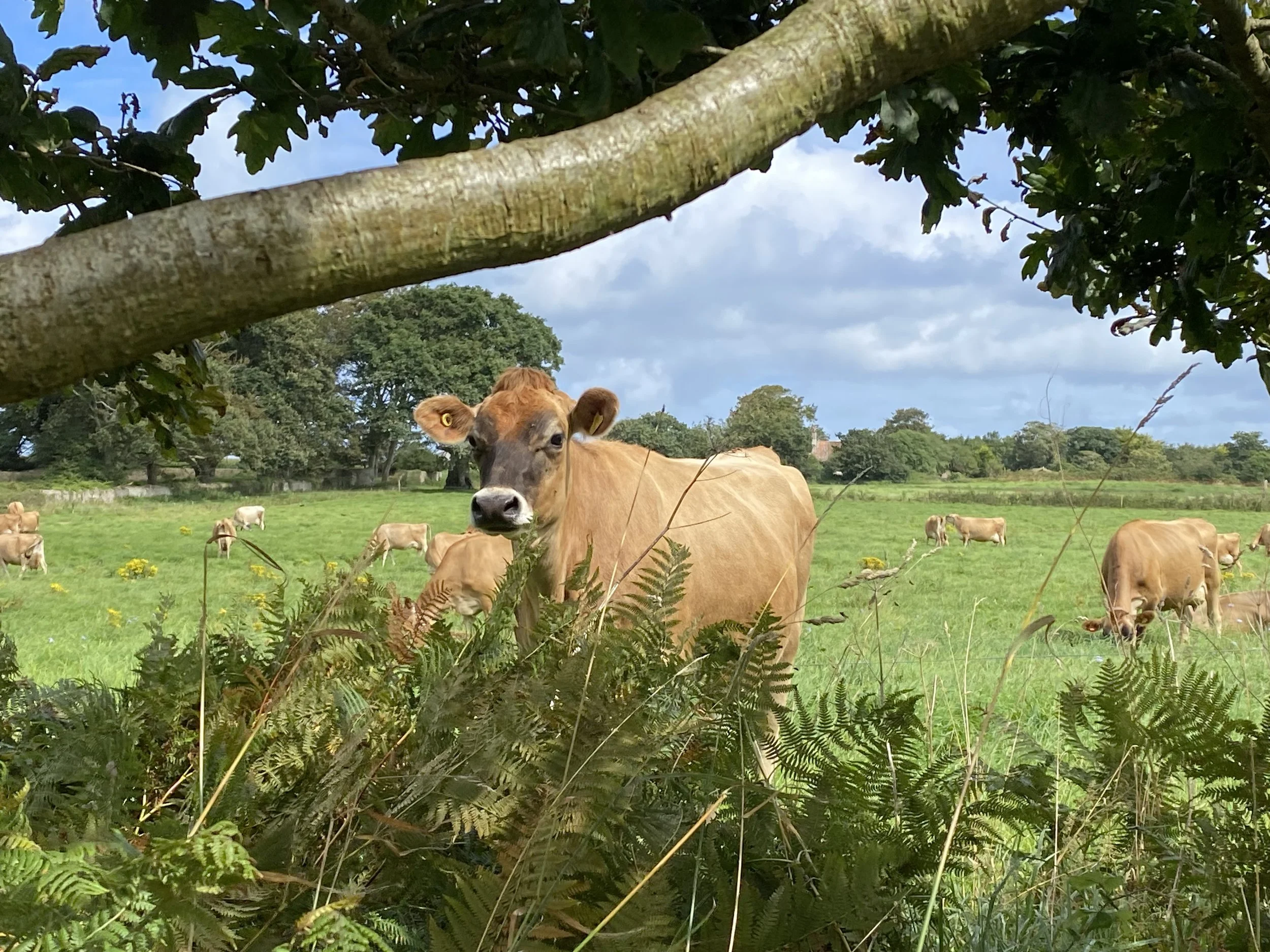 Jersey Cow at Rozel by Kary Day