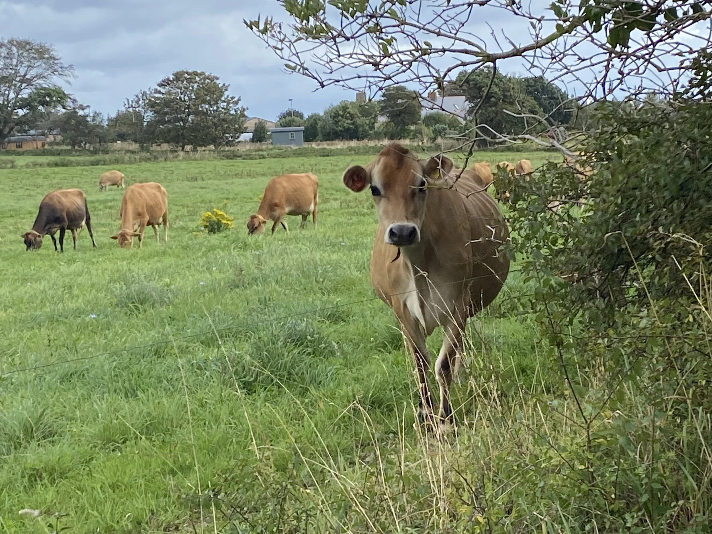Jersey Cow 2.jpg
