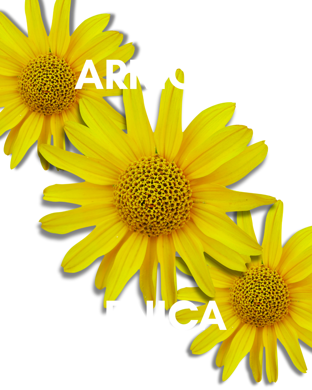 Arnica: Nature’s First Aid
