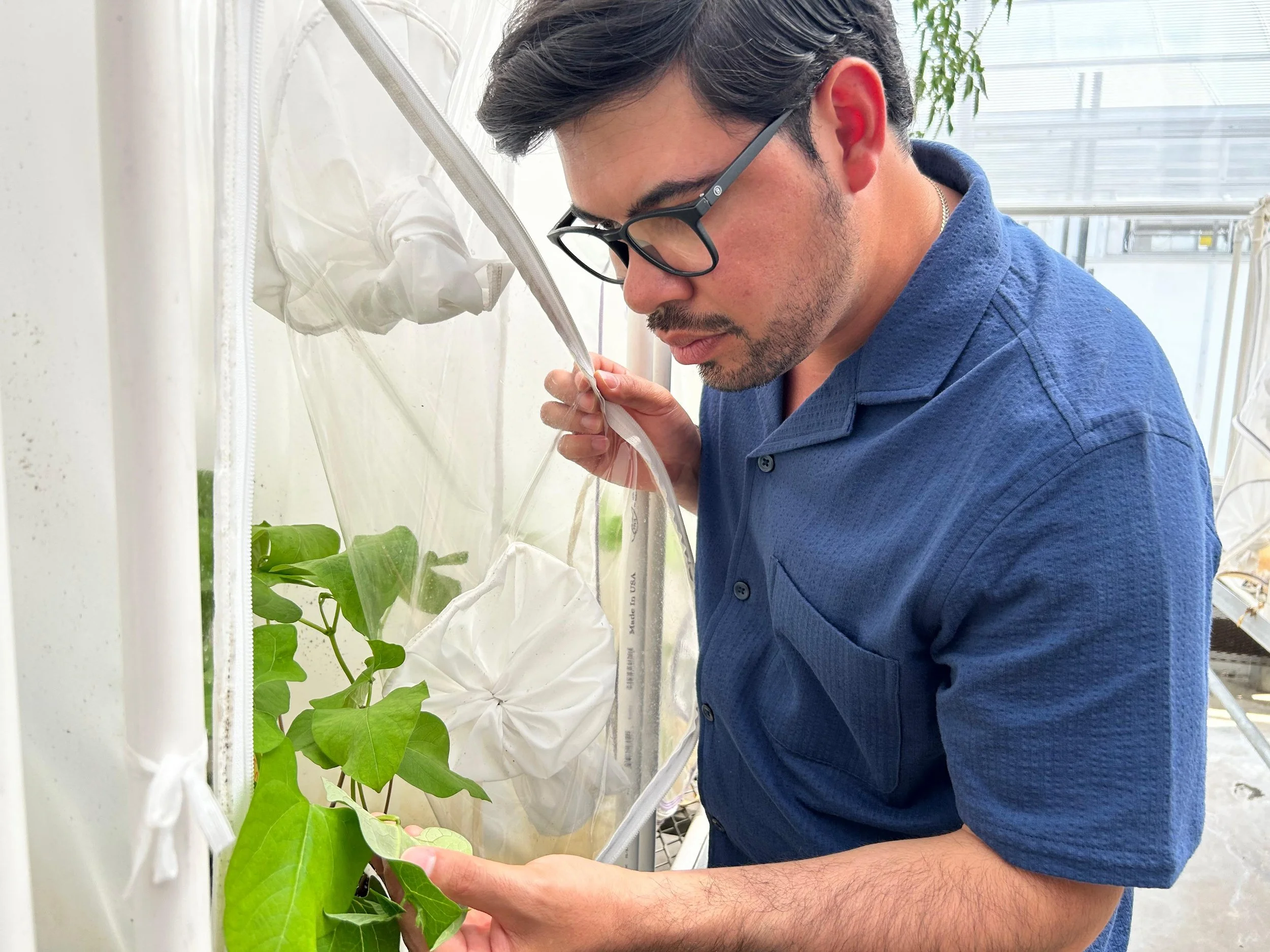 Arnol Gomez, Elected Chair Elect of the North Central Branch Student Affairs Committee, Entomological Society of America
