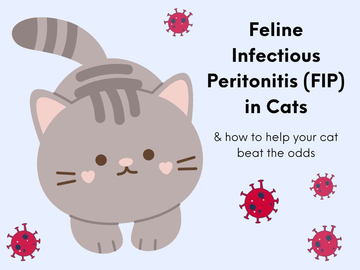 Mission Possible: Beating Feline Infectious Peritonitis 