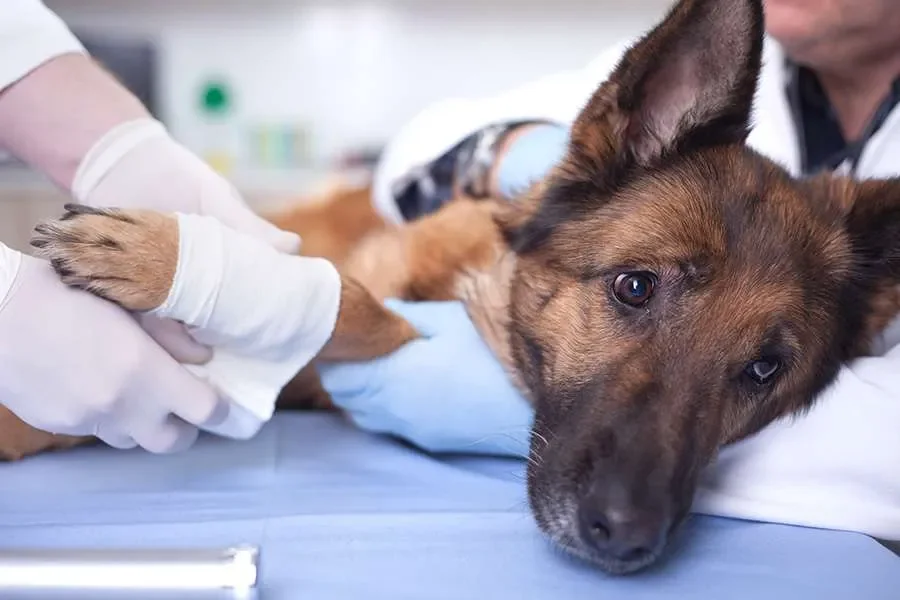 Internal Medicine Diagnostics and Treatment Updates