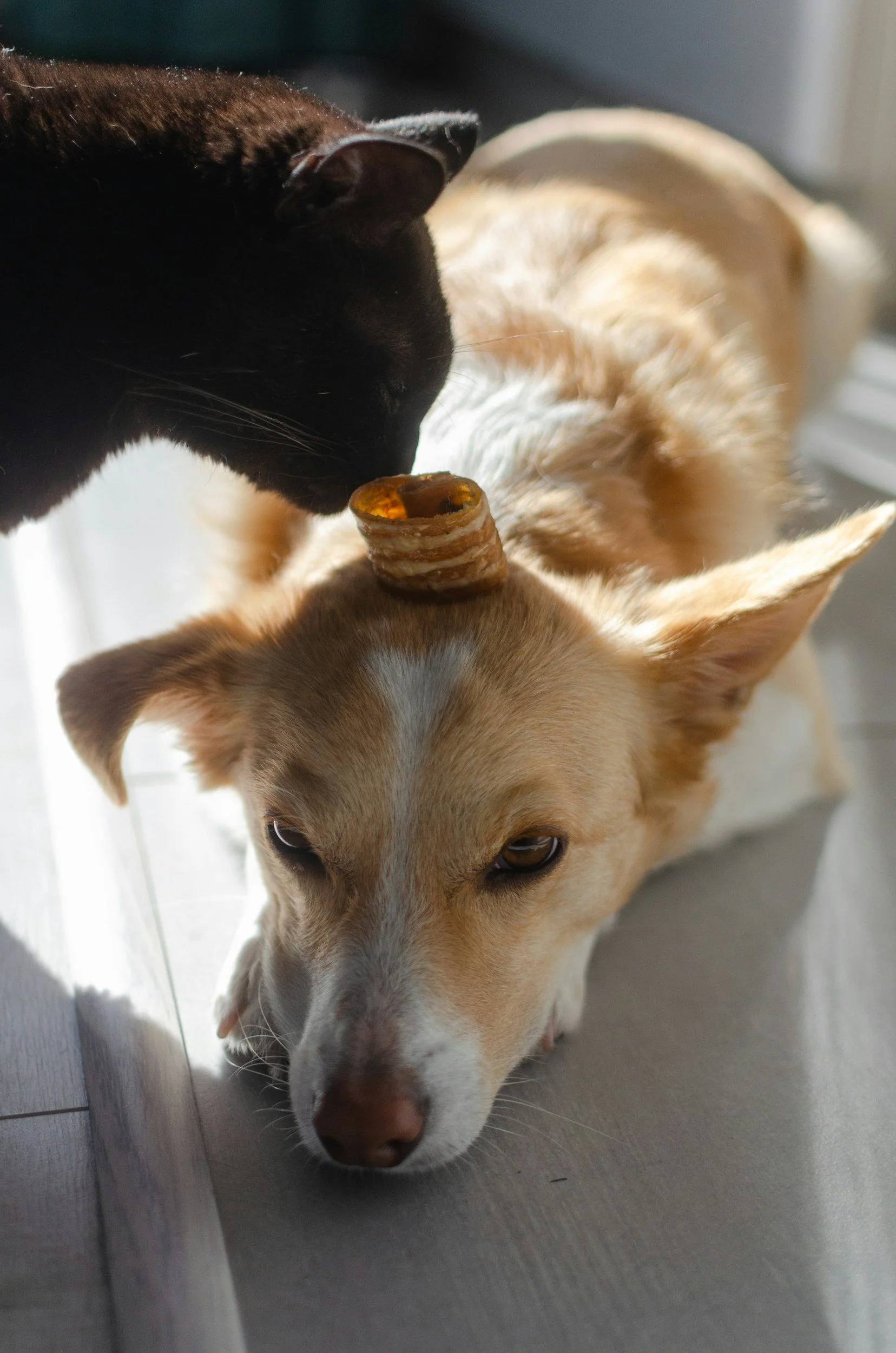 Veterinary Opioids