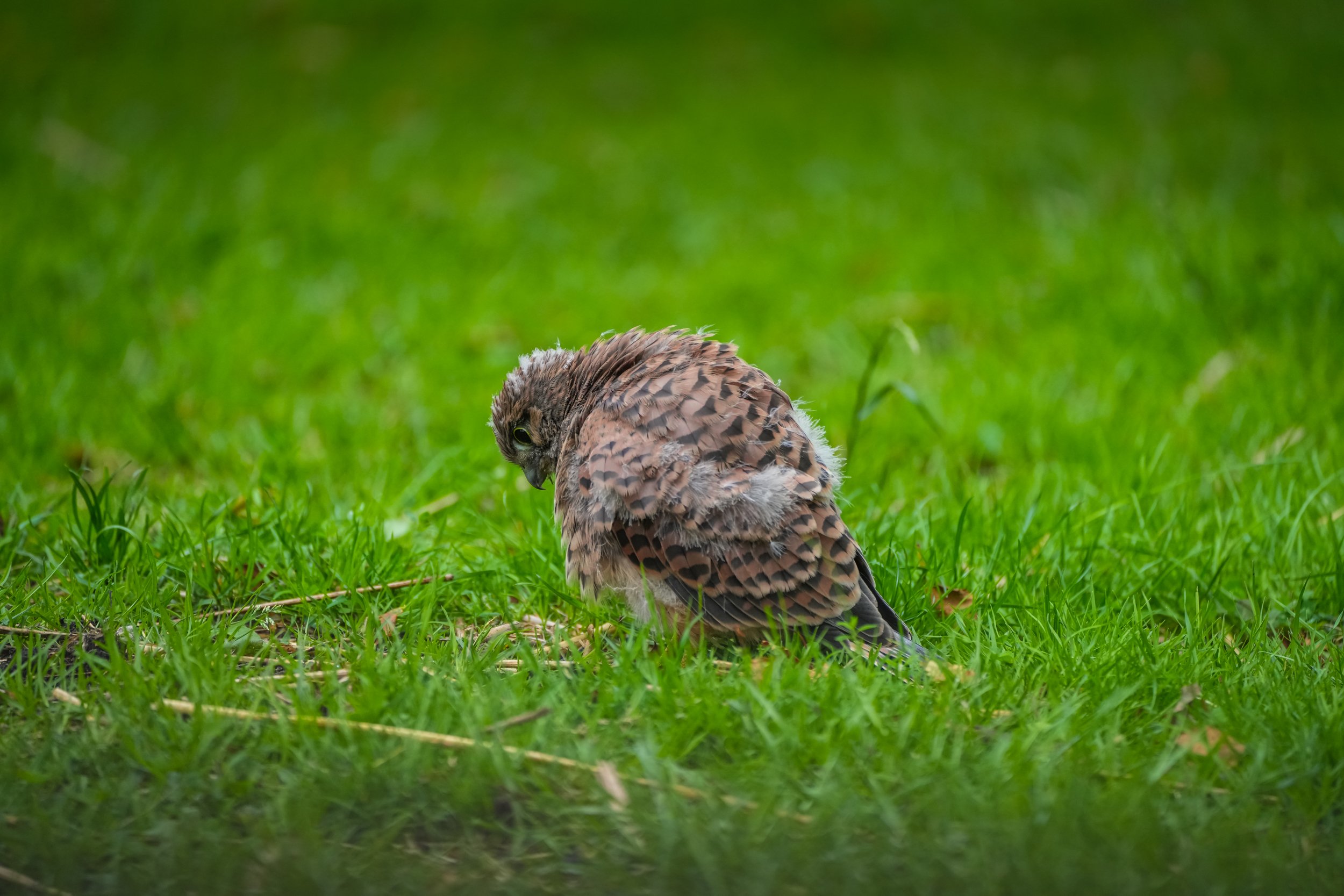 ©MirjamLetsch-KESTREL-5.jpg