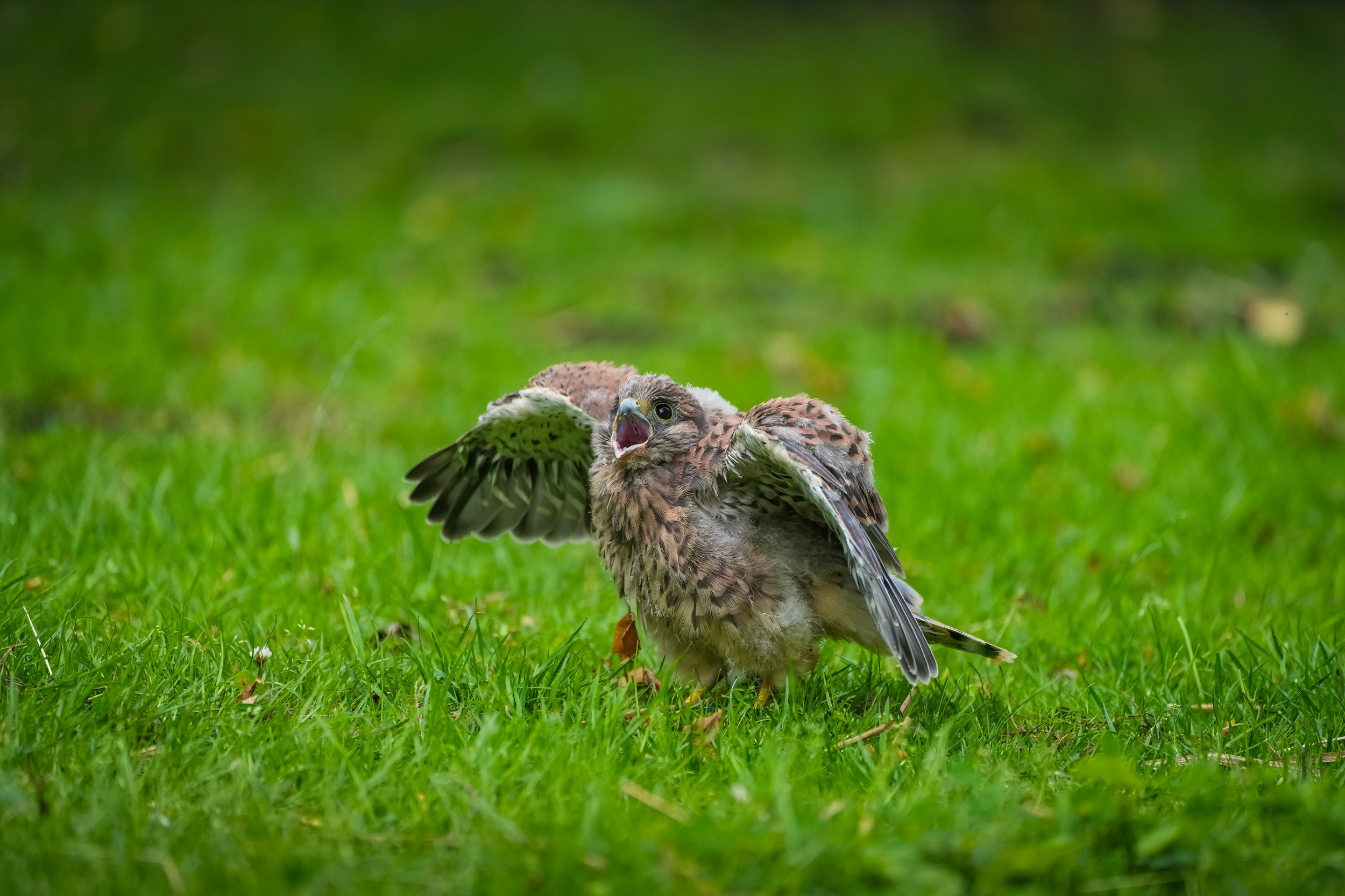 ©MirjamLetsch-KESTREL-7.jpg