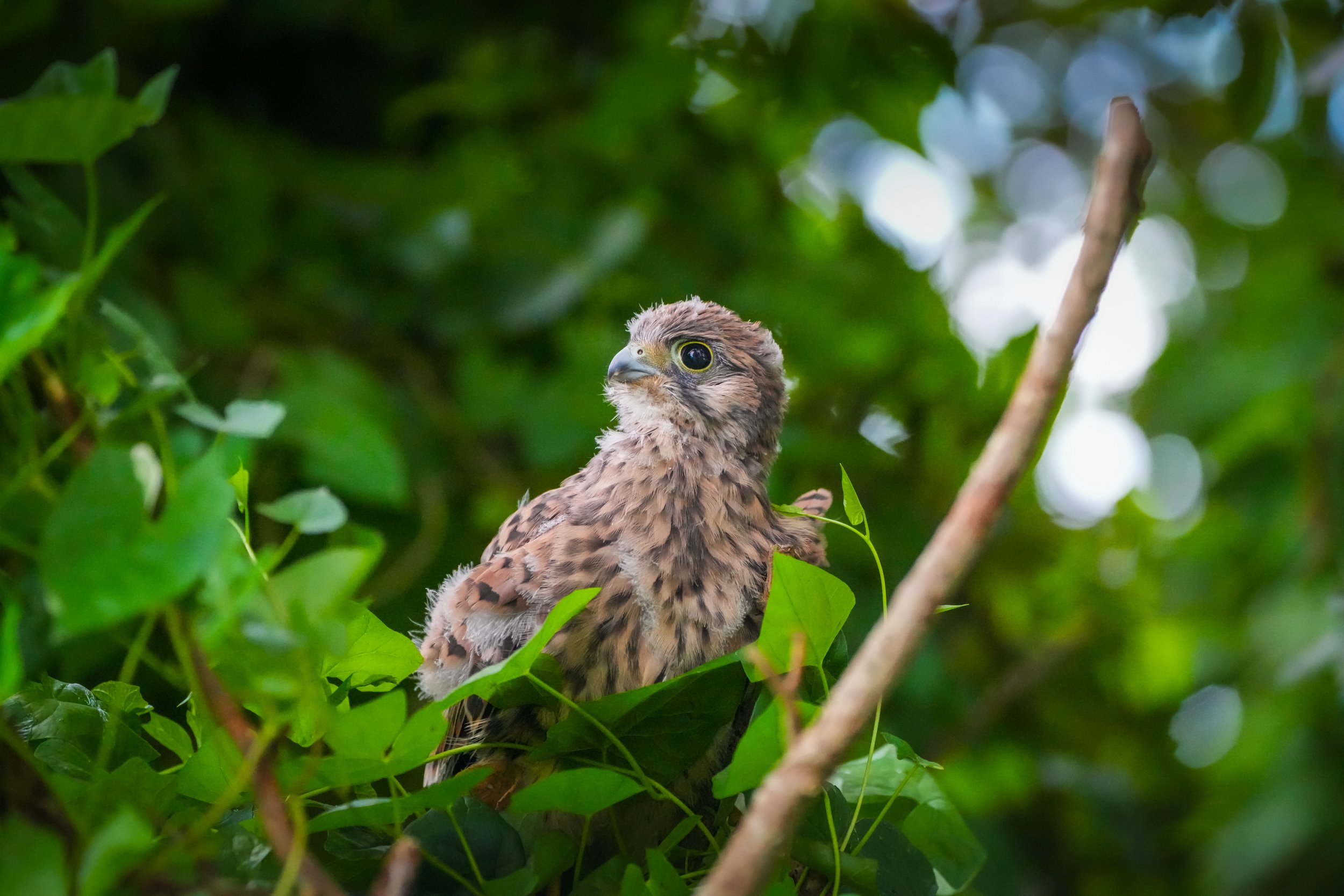 ©MirjamLetsch-KESTREL-8.jpg