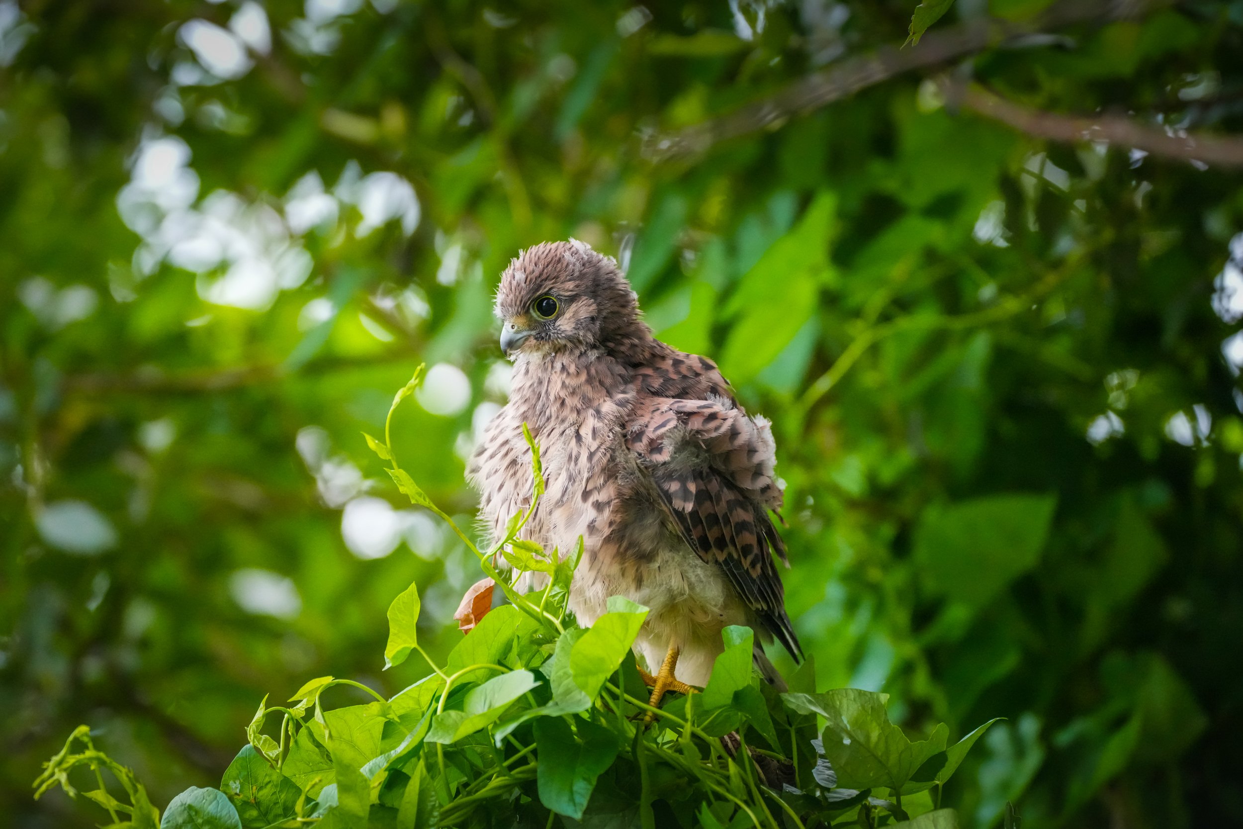 ©MirjamLetsch-KESTREL-10.jpg