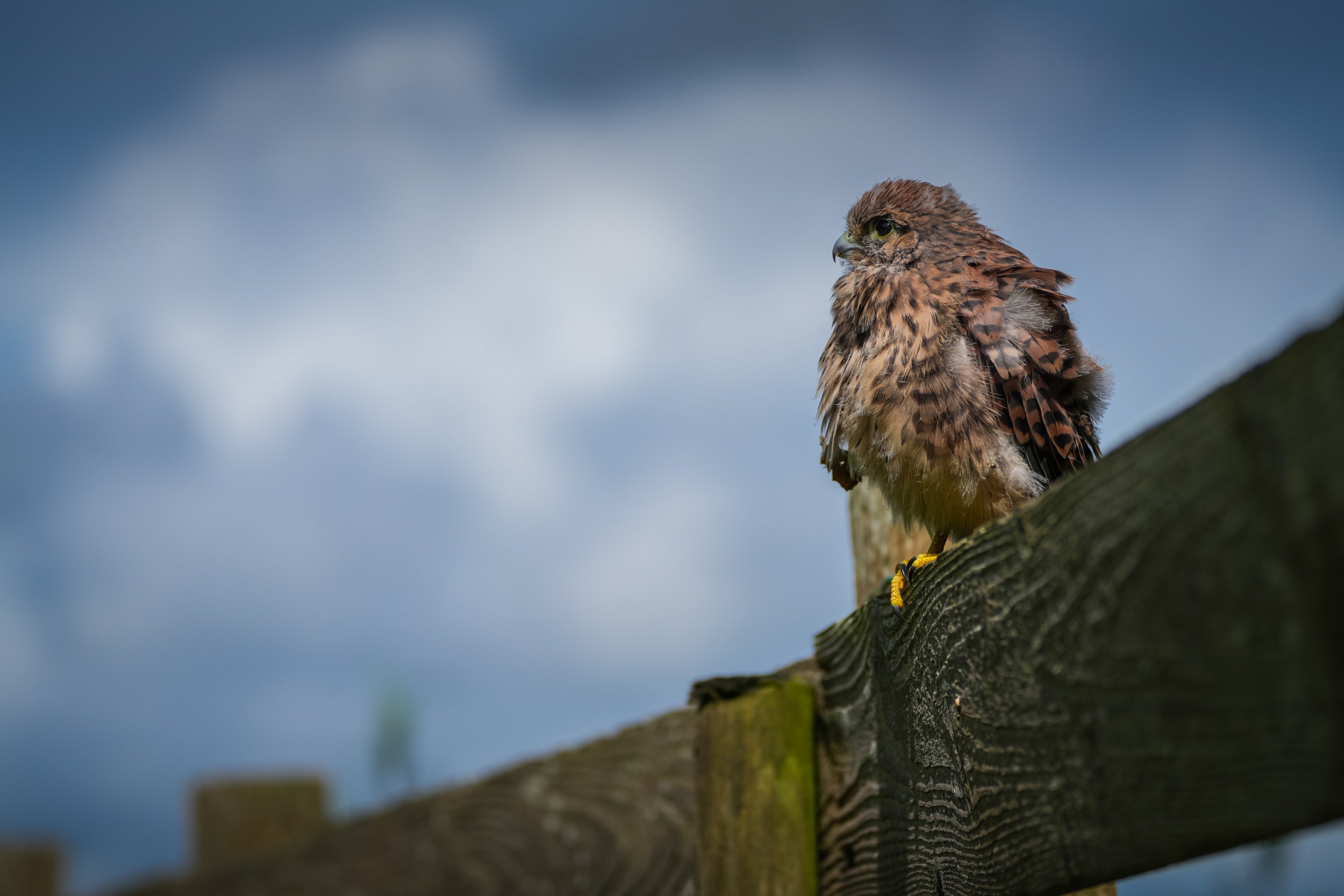 ©MirjamLetsch-KESTREL-14.jpg