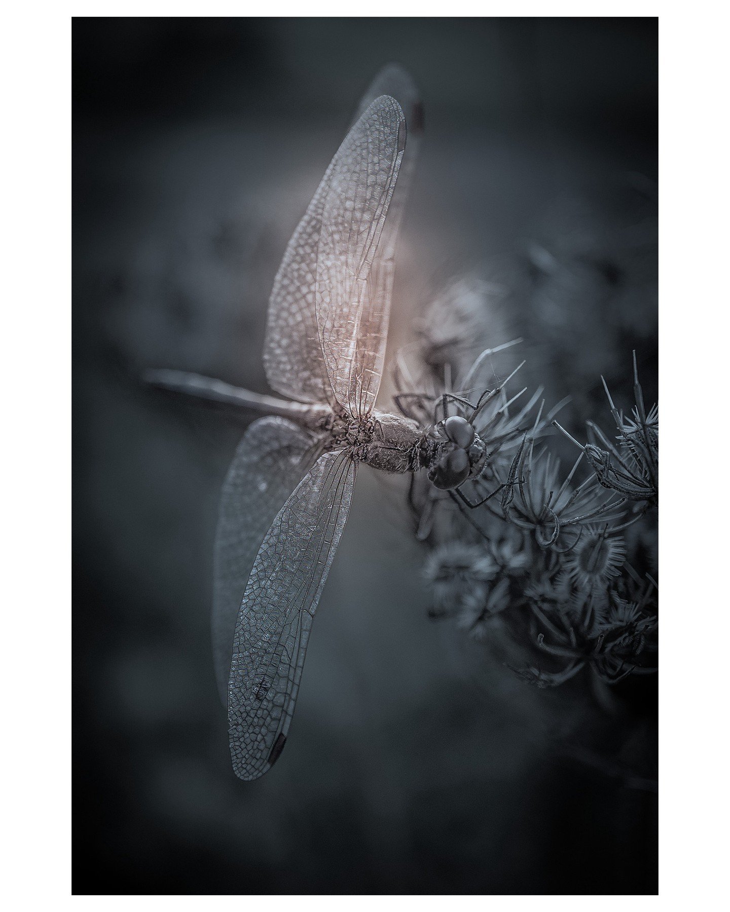 𝐂𝐀𝐑𝐓𝐄 𝐁𝐋𝐀𝐍𝐂𝐇𝐄 𝐏𝐑𝐈𝐍𝐓 𝐒𝐀𝐋𝐄 &ndash; Elke vrijdag een buitenkans!⁣⁣
Twee foto's, twee prints per stuk, &eacute;&eacute;n week lang (tot 13 juni) voor een 𝐯𝐫𝐢𝐞𝐧𝐝𝐞𝐧𝐩𝐫𝐢𝐣𝐬.⁣⁣
⁣⁣
Vanaf vandaag kun je jouw favoriete print scor