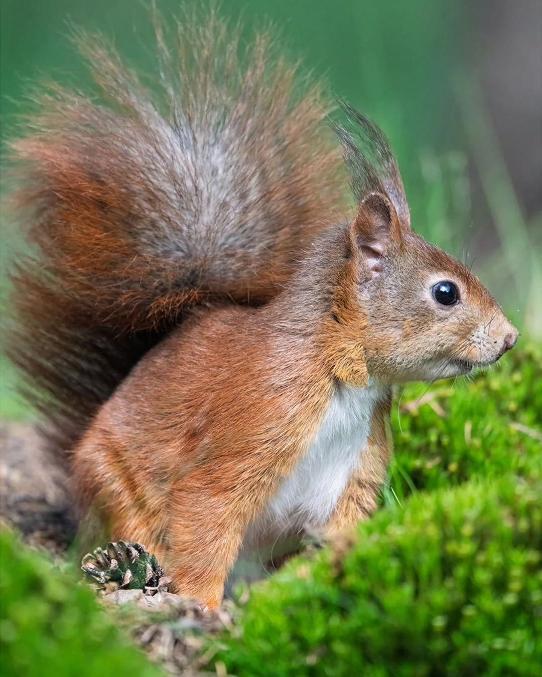 𝐏𝐑𝐈𝐍𝐓 𝐒𝐀𝐋𝐄 &bull; Every Sunday I offer two prints of each of two selected photographs, available for &euro;100 per print. Orders are handled on a first-come, first-served basis. This weekly offer is valid until the following Saturday at midn