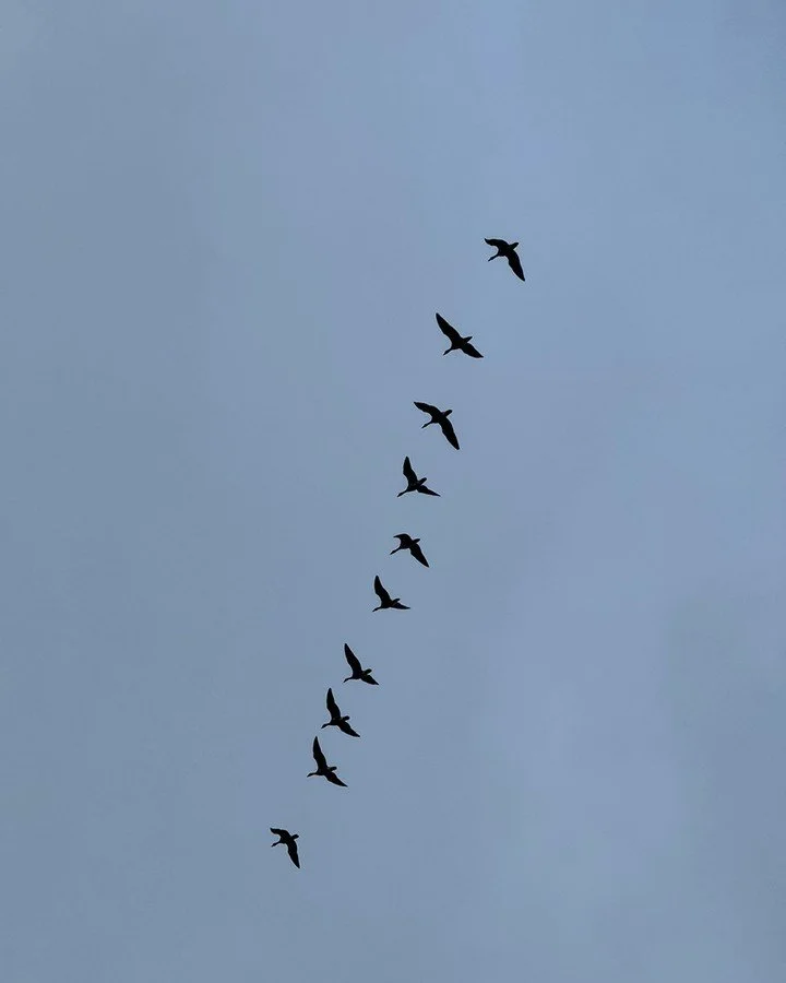 𝐆𝐄𝐄𝐒𝐄 &bull; The day was flat and grey,
low skies pressing everything closer to the ground.
It felt like a day to stay in, to wait it out.

Still, I went outside.

Cool air, wet land,
and then the sound &mdash; rough, echoing, unavoidable.
Ten g